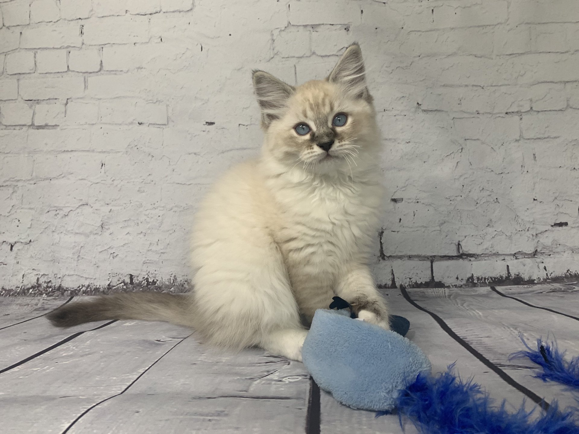 chaton Ragdoll seal tabby point Roi Baloo De La Croisette Les Ragdolls de la Croisette