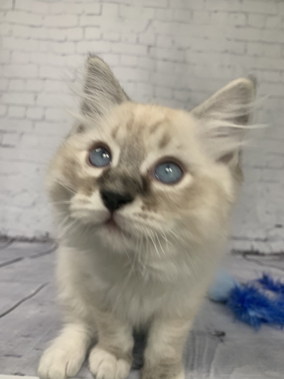 chaton Ragdoll seal tabby point Roi Baloo De La Croisette Les Ragdolls de la Croisette