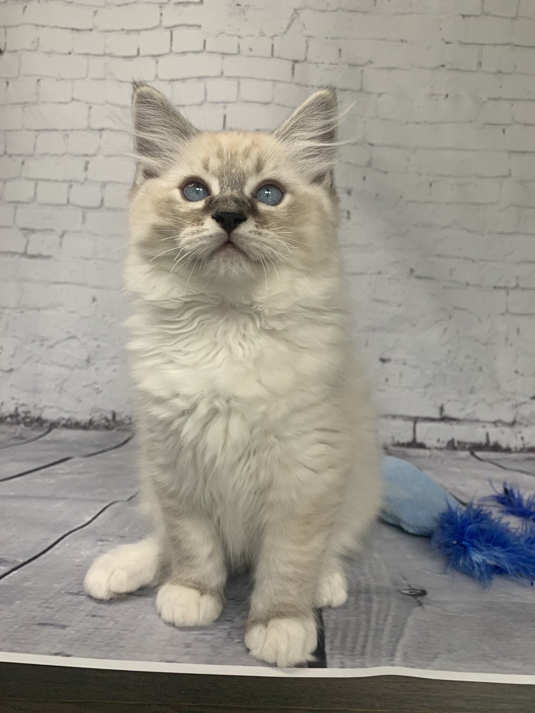 chaton Ragdoll seal tabby point Roi Baloo De La Croisette Les Ragdolls de la Croisette