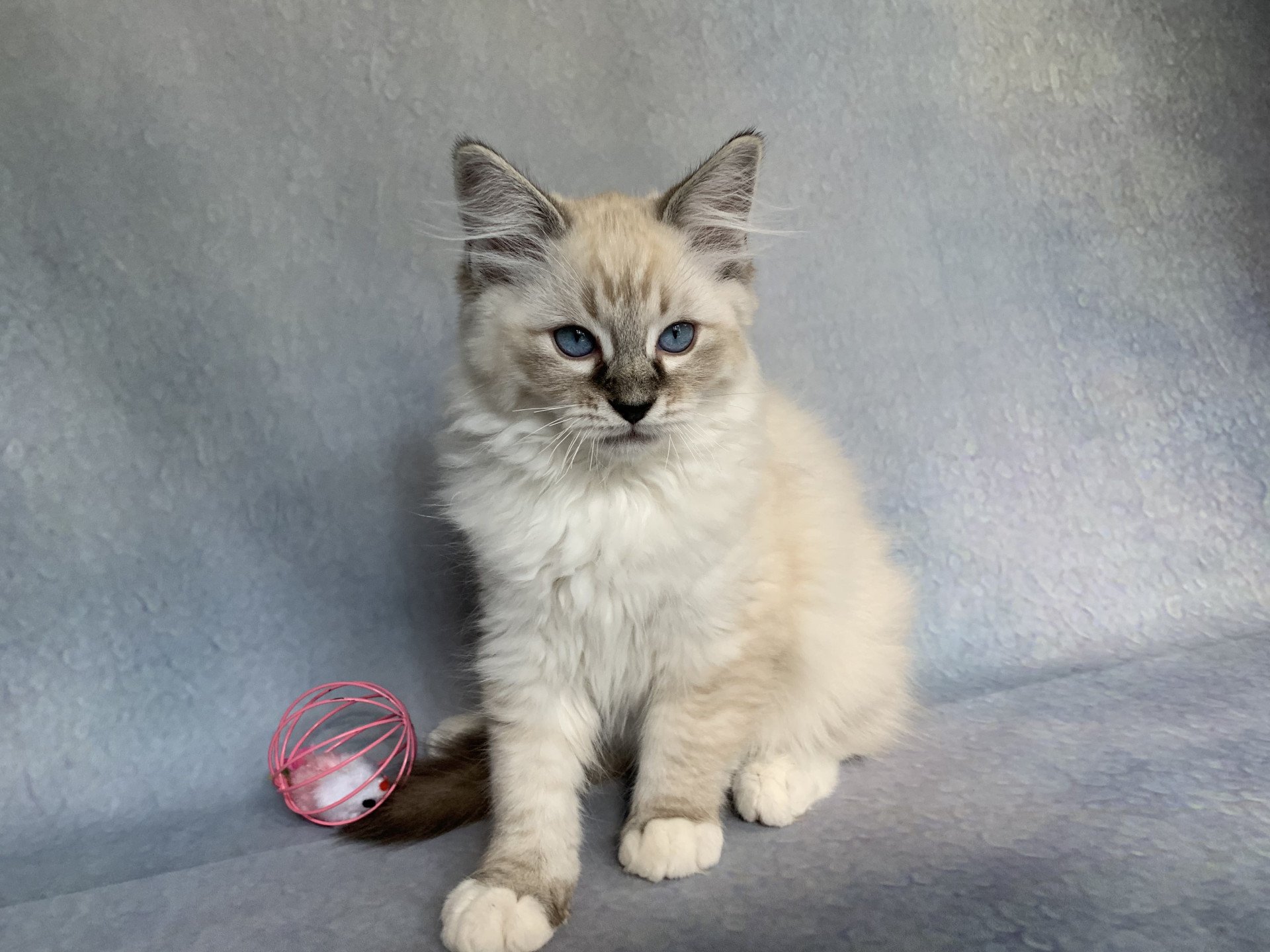 chaton Ragdoll seal tabby point Roi Baloo De La Croisette Les Ragdolls de la Croisette