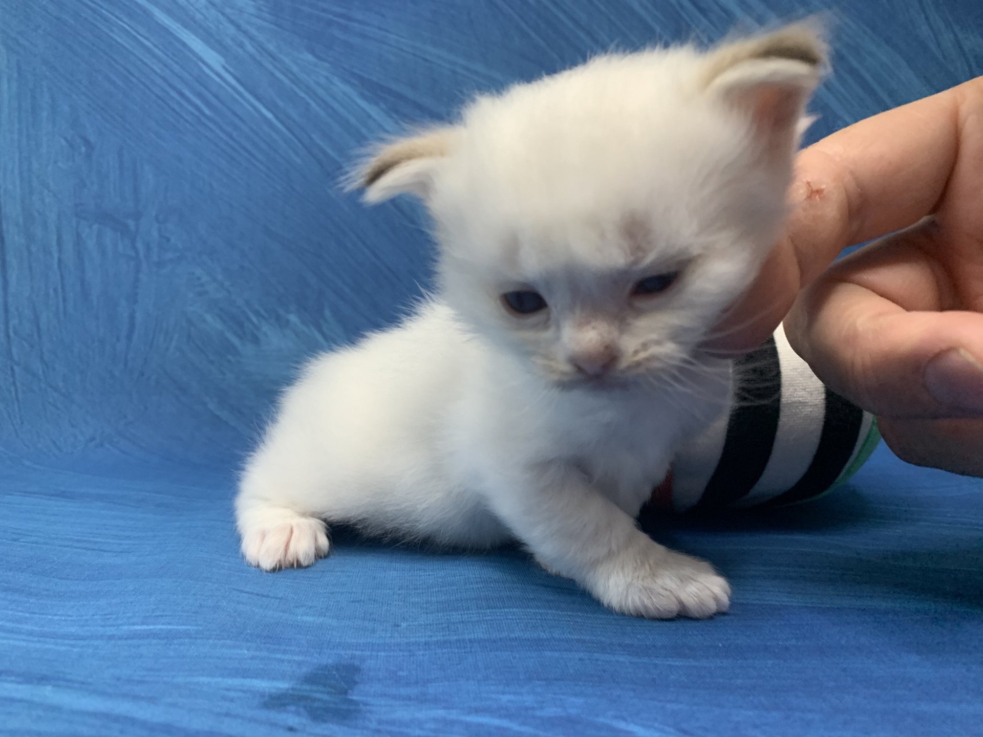 chaton Ragdoll chocolate tabby Roi Merlin De La Croisette Les Ragdolls de la Croisette