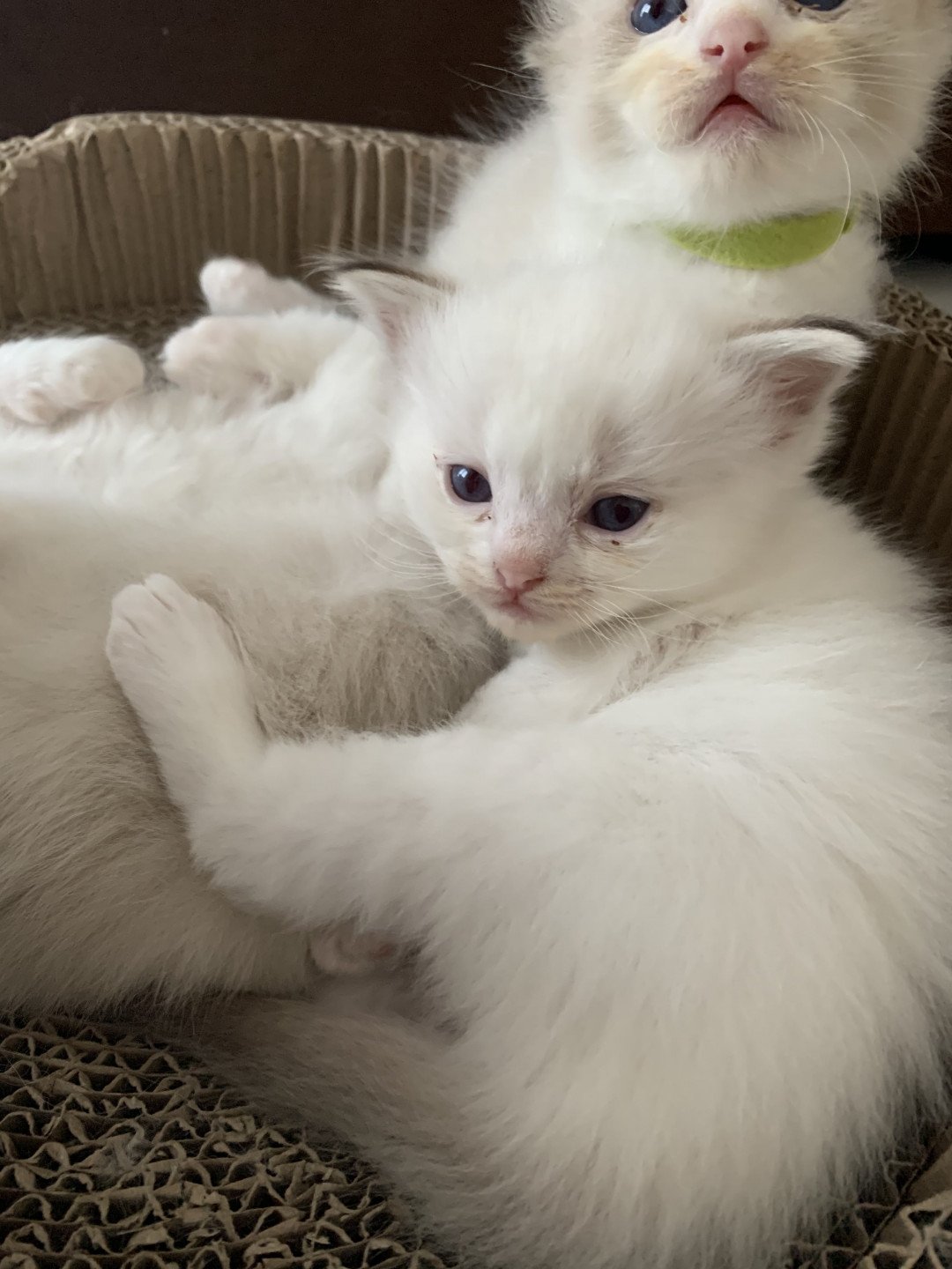 chaton Ragdoll chocolate tabby Roi Merlin De La Croisette Les Ragdolls de la Croisette