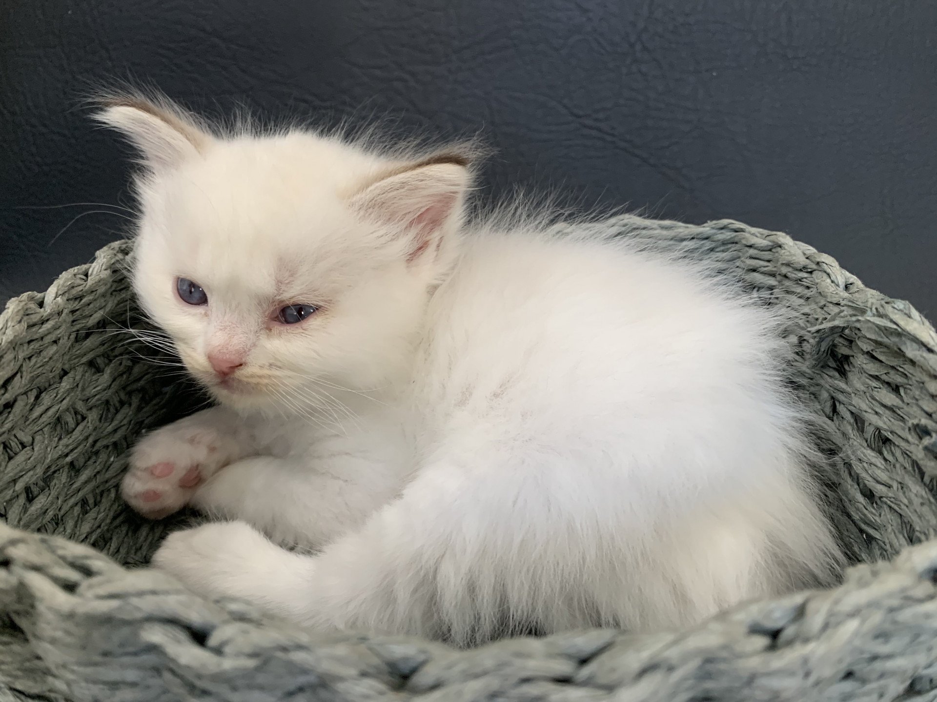 chaton Ragdoll chocolate tabby Roi Merlin De La Croisette Les Ragdolls de la Croisette