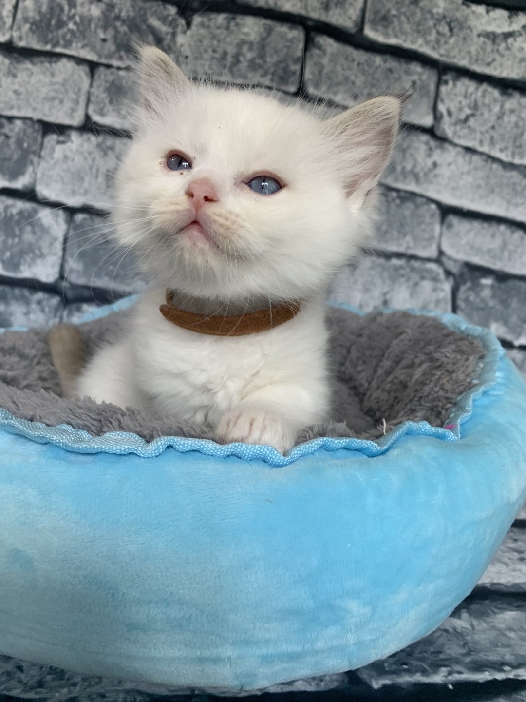 chaton Ragdoll chocolate tabby Roi Merlin De La Croisette Les Ragdolls de la Croisette