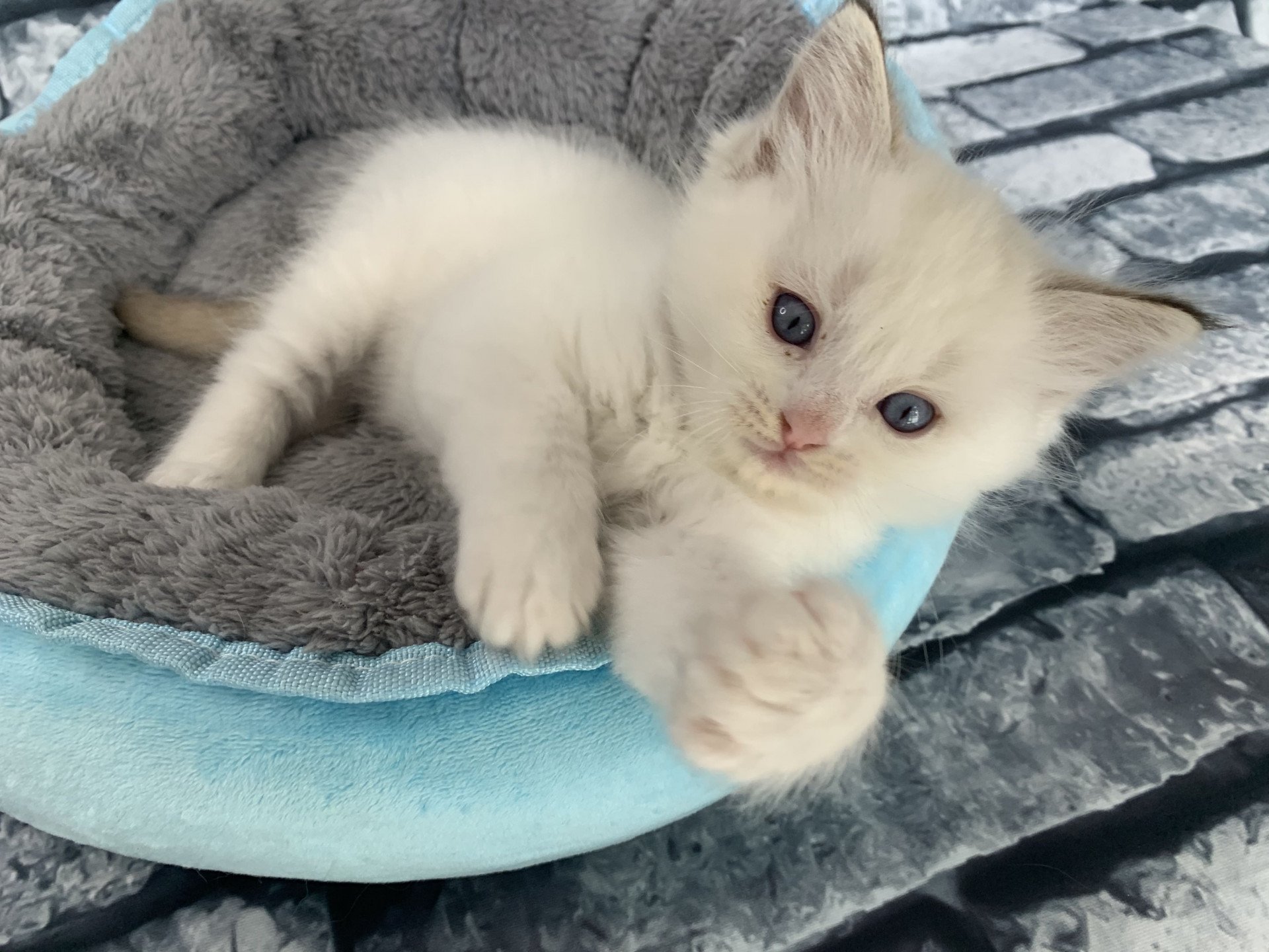 chaton Ragdoll chocolate tabby Roi Merlin De La Croisette Les Ragdolls de la Croisette