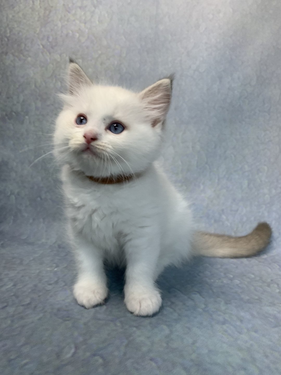 chaton Ragdoll chocolate tabby Roi Merlin De La Croisette Les Ragdolls de la Croisette