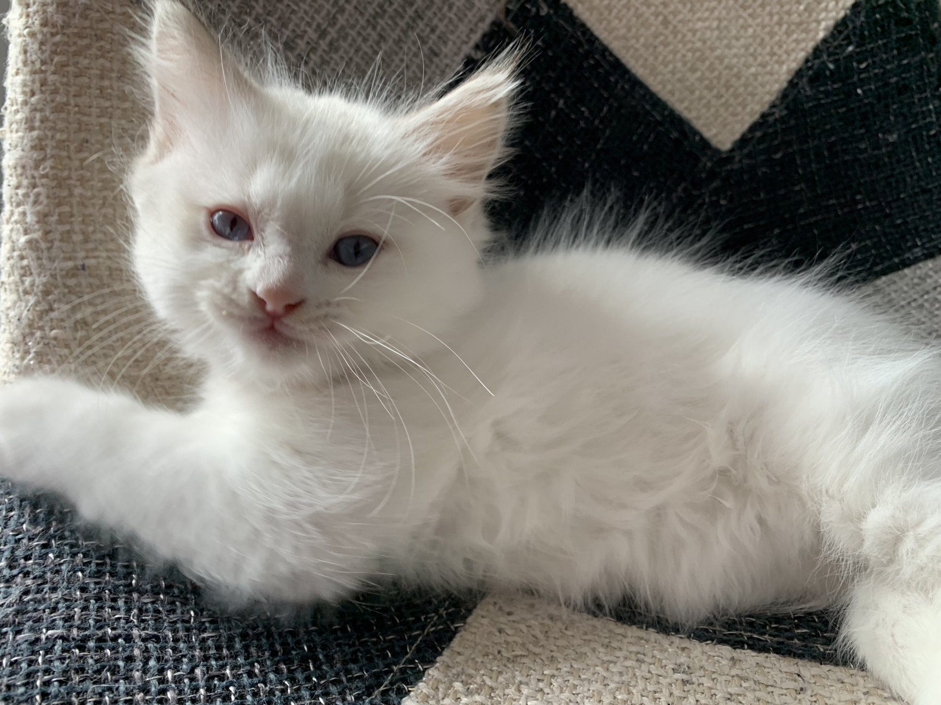 chaton Ragdoll chocolate tabby Roi Merlin De La Croisette Les Ragdolls de la Croisette