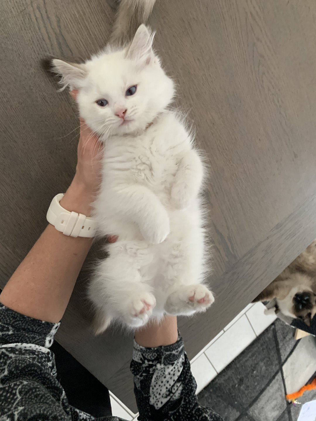 chaton Ragdoll chocolate tabby Roi Merlin De La Croisette Les Ragdolls de la Croisette