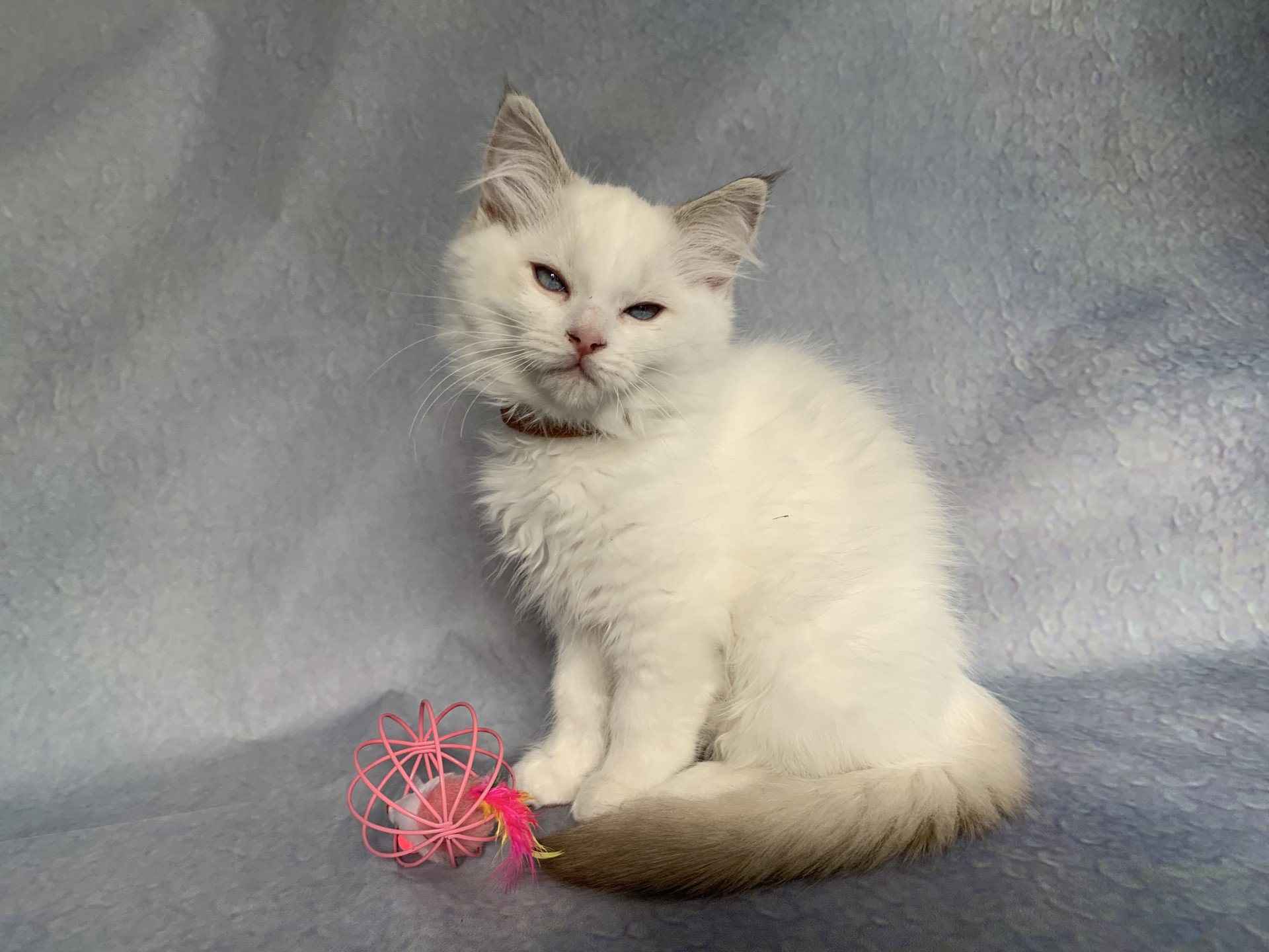 chaton Ragdoll chocolate tabby Roi Merlin De La Croisette Les Ragdolls de la Croisette
