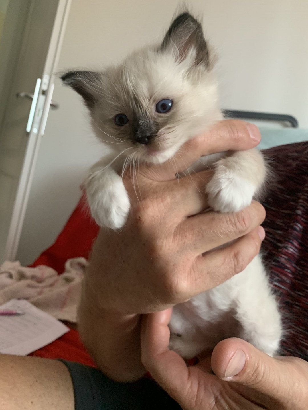 chaton Ragdoll black mitted Romeo De La Croisette Les Ragdolls de la Croisette