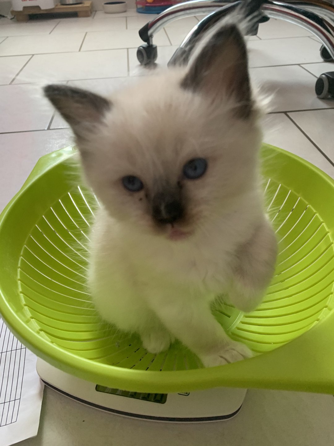 chaton Ragdoll black mitted Romeo De La Croisette Les Ragdolls de la Croisette