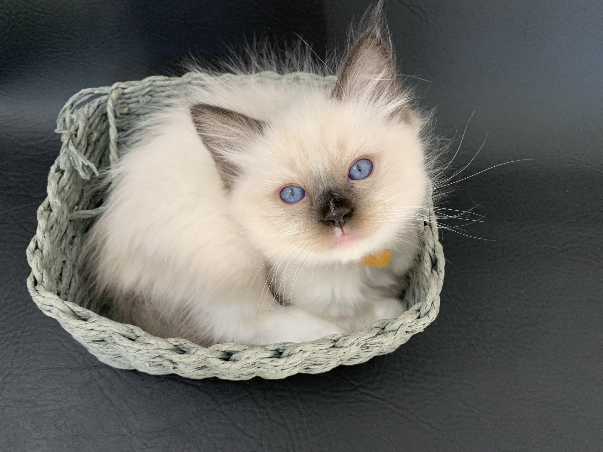 chaton Ragdoll black mitted Romeo De La Croisette Les Ragdolls de la Croisette