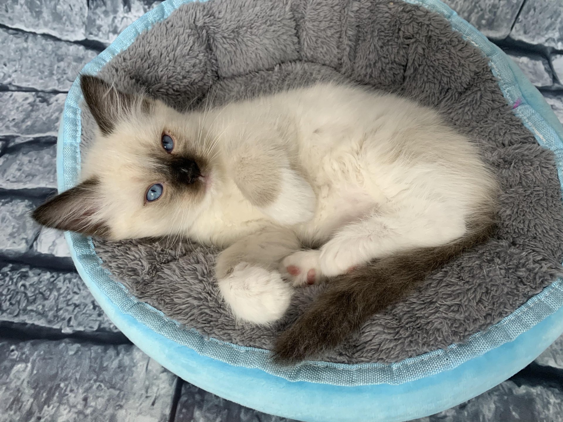 chaton Ragdoll black mitted Romeo De La Croisette Les Ragdolls de la Croisette