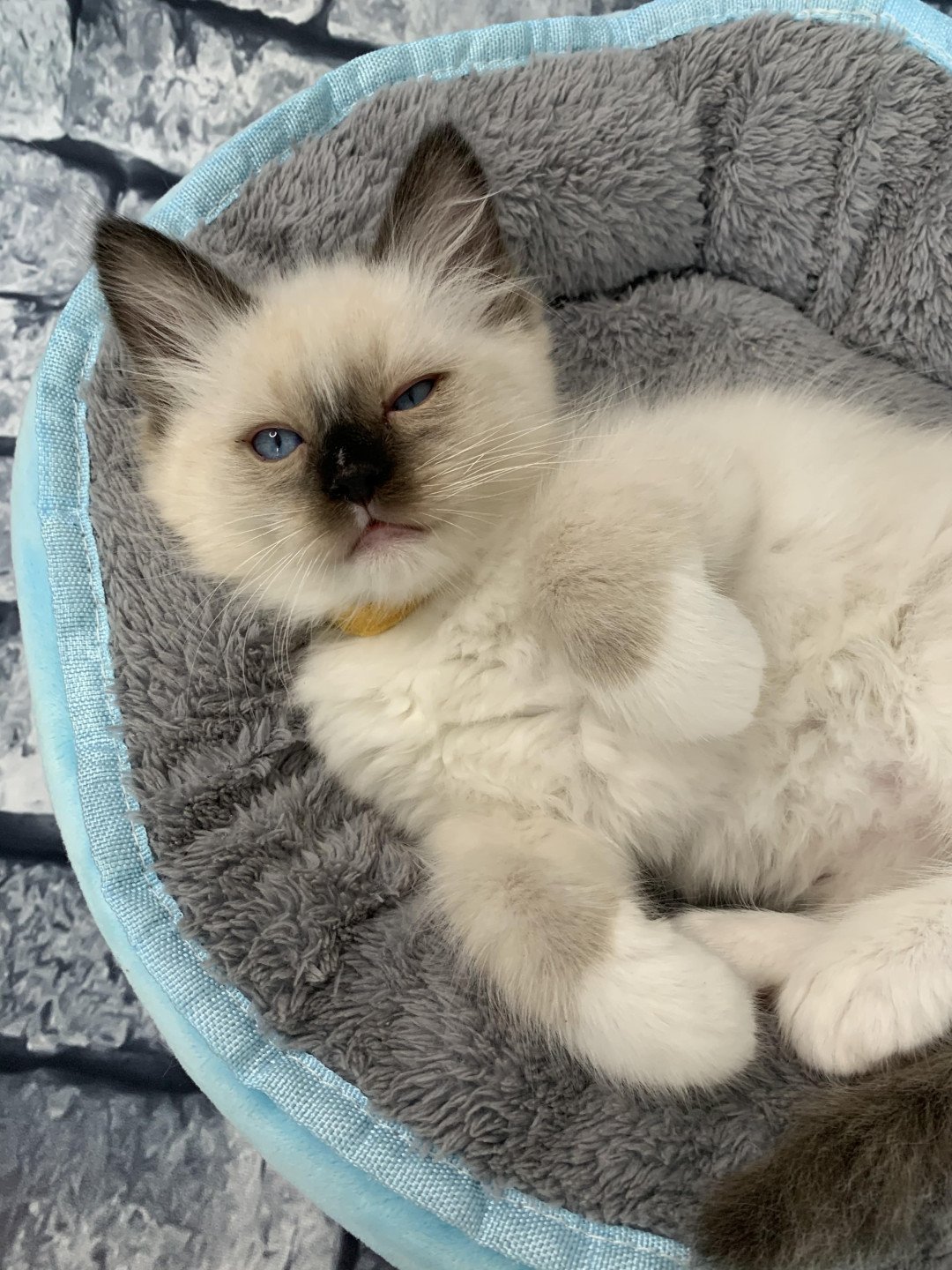 chaton Ragdoll black mitted Romeo De La Croisette Les Ragdolls de la Croisette