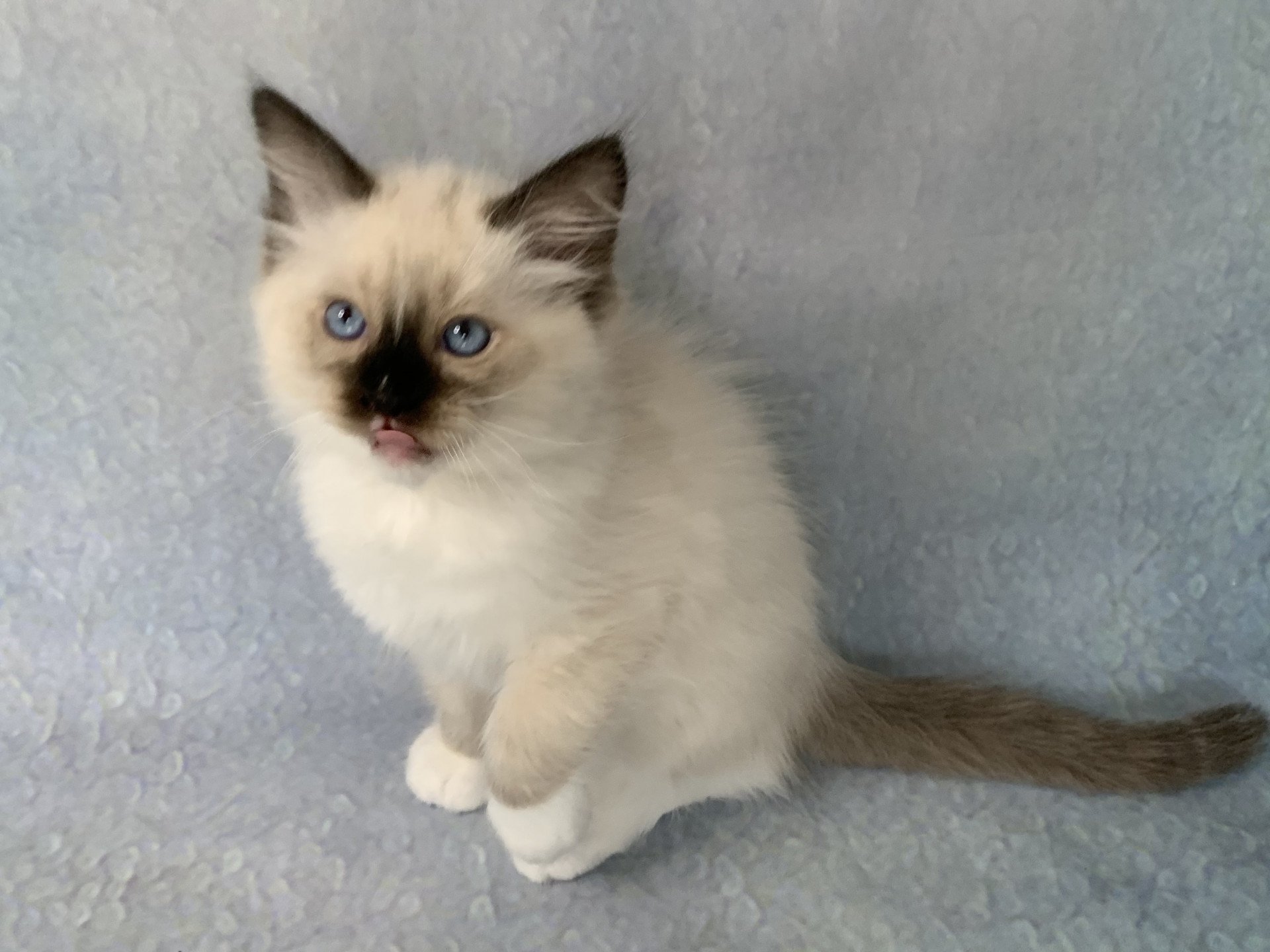 chaton Ragdoll black mitted Romeo De La Croisette Les Ragdolls de la Croisette