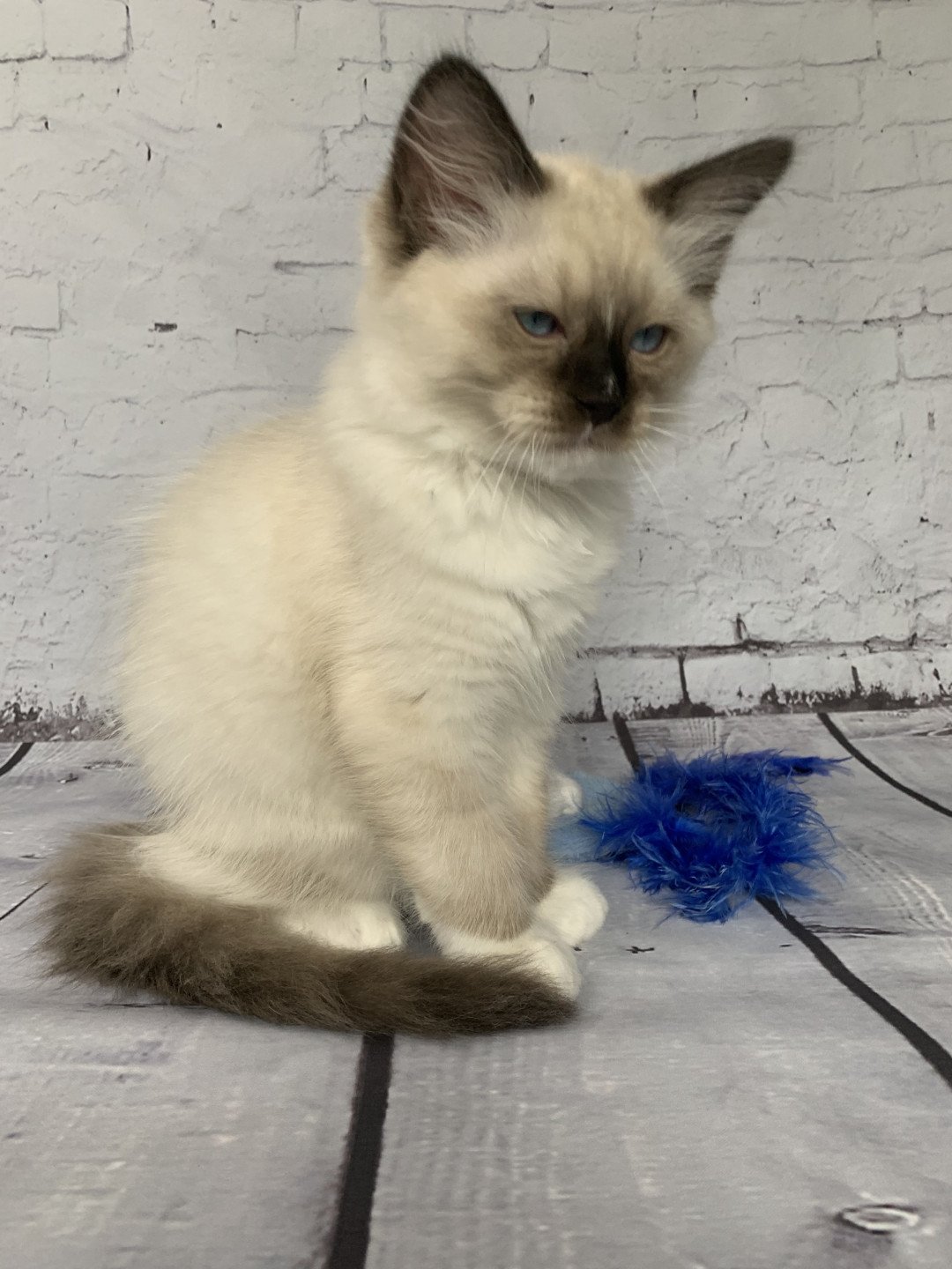 chaton Ragdoll black mitted Romeo De La Croisette Les Ragdolls de la Croisette