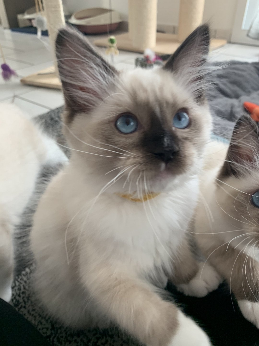 chaton Ragdoll black mitted Romeo De La Croisette Les Ragdolls de la Croisette