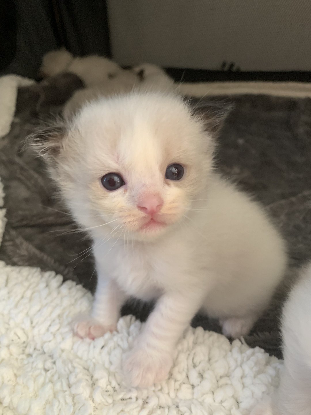 chaton Ragdoll seal point bicolor Ronnie De La Croisette Les Ragdolls de la Croisette