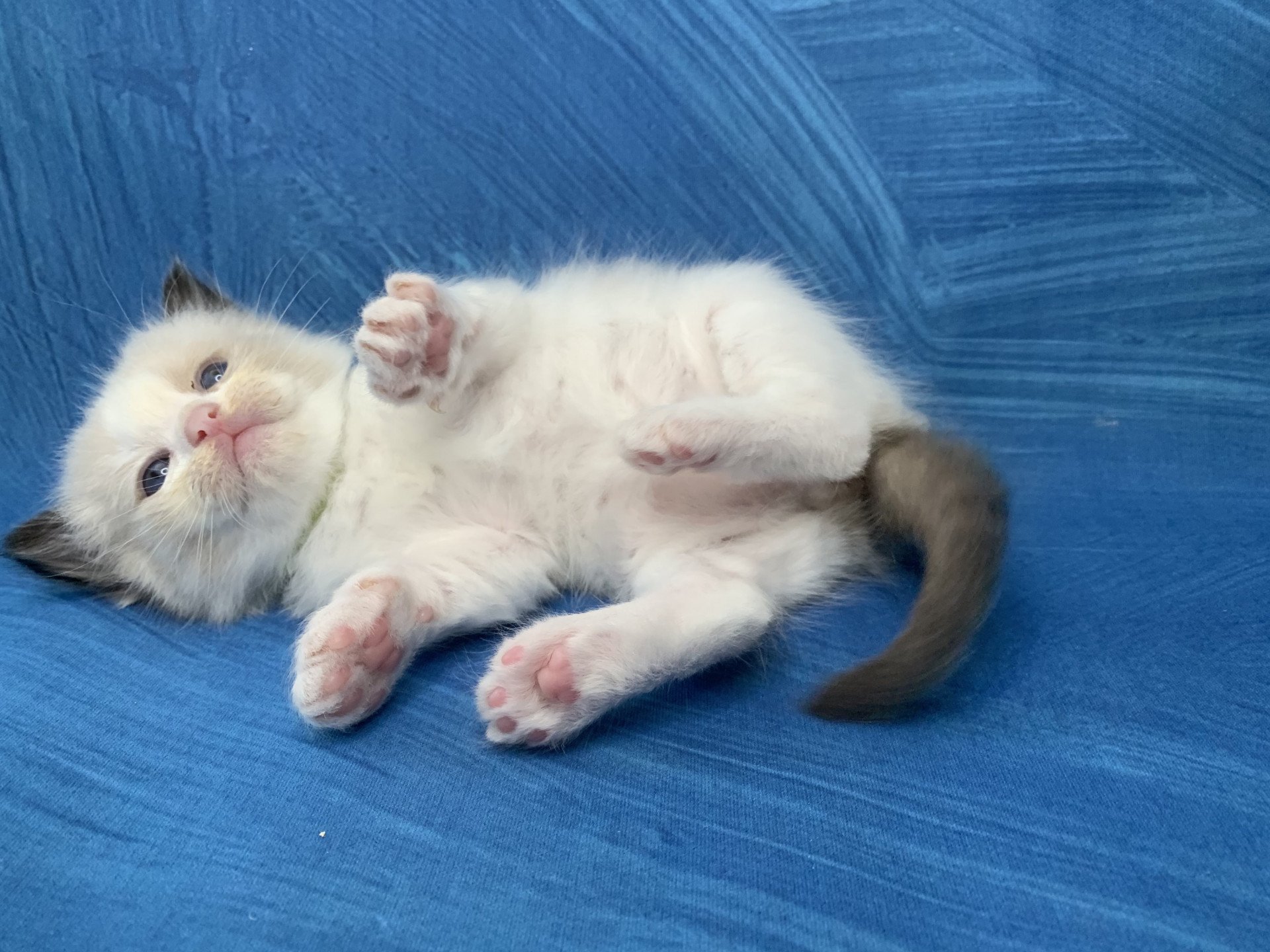 chaton Ragdoll seal point bicolor Ronnie De La Croisette Les Ragdolls de la Croisette