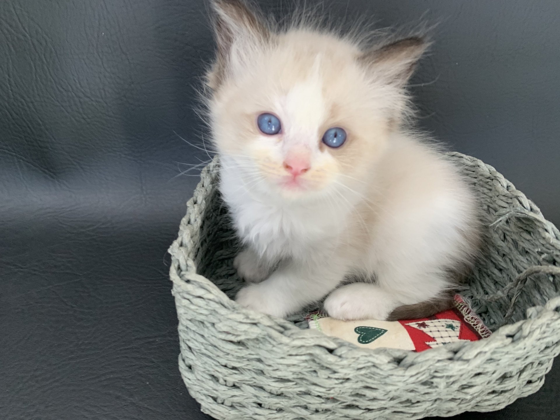 chaton Ragdoll seal point bicolor Ronnie De La Croisette Les Ragdolls de la Croisette
