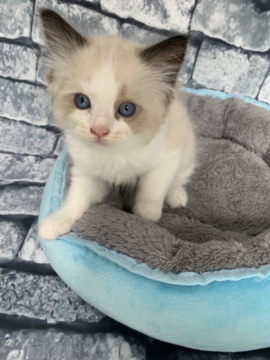 chaton Ragdoll seal point bicolor Ronnie De La Croisette Les Ragdolls de la Croisette