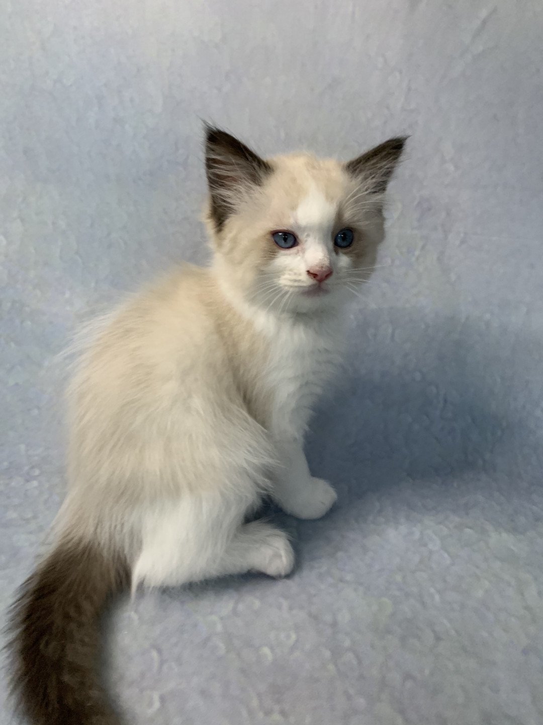 chaton Ragdoll seal point bicolor Ronnie De La Croisette Les Ragdolls de la Croisette