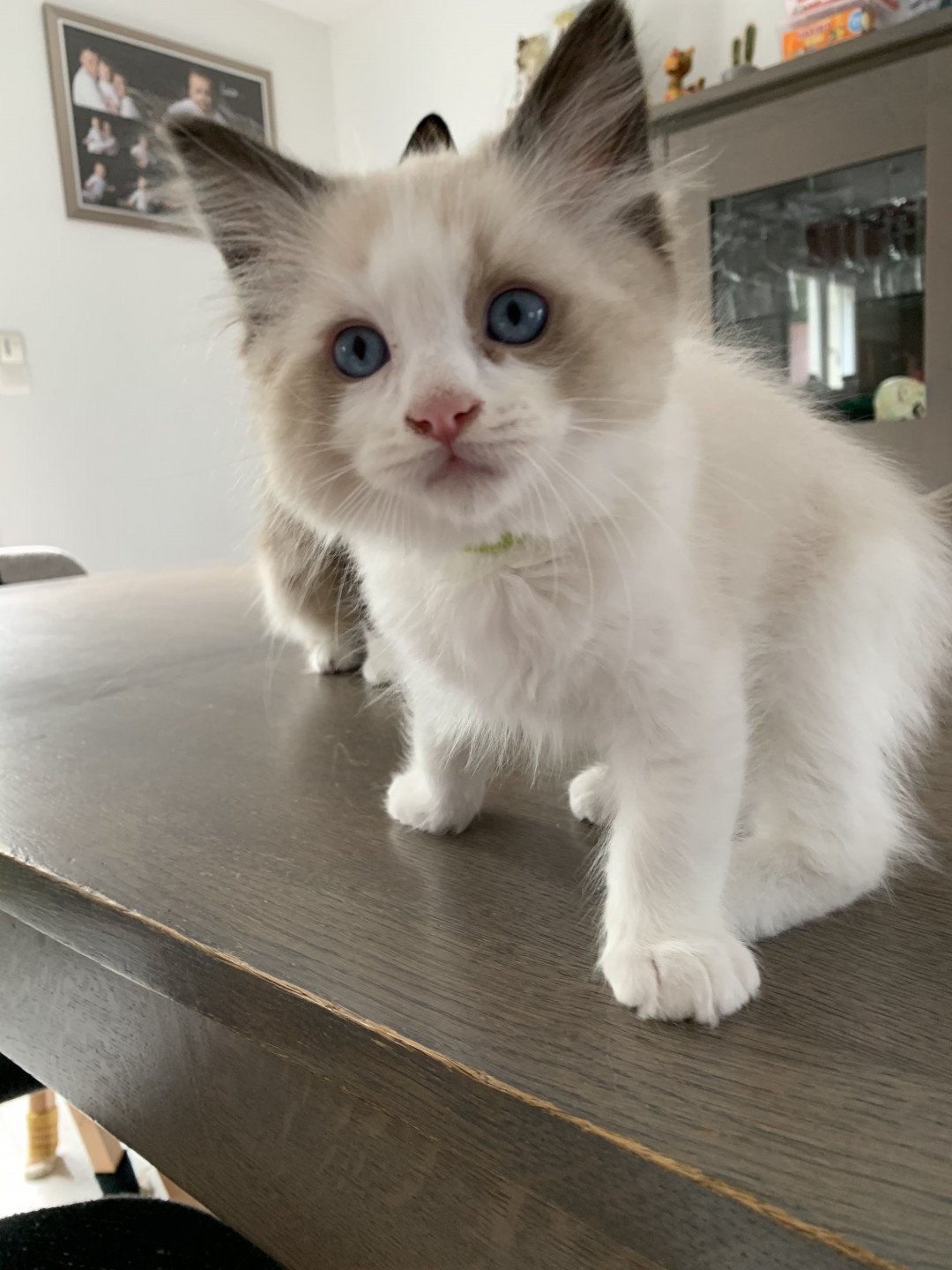 chaton Ragdoll seal point bicolor Ronnie De La Croisette Les Ragdolls de la Croisette