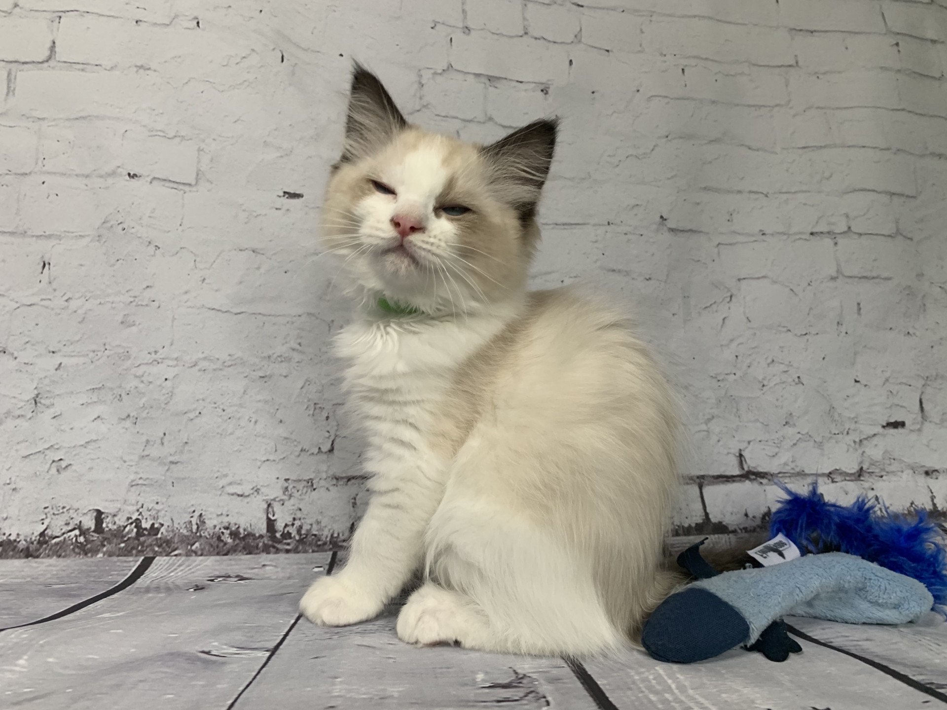 chaton Ragdoll seal point bicolor Ronnie De La Croisette Les Ragdolls de la Croisette
