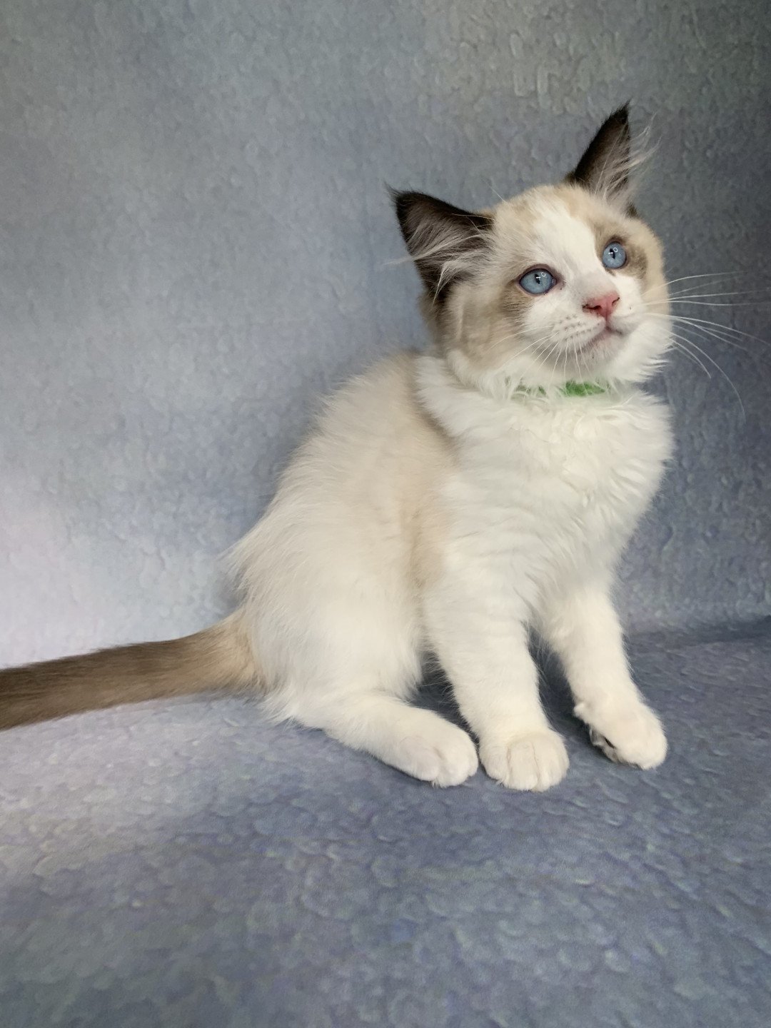 chaton Ragdoll seal point bicolor Ronnie De La Croisette Les Ragdolls de la Croisette