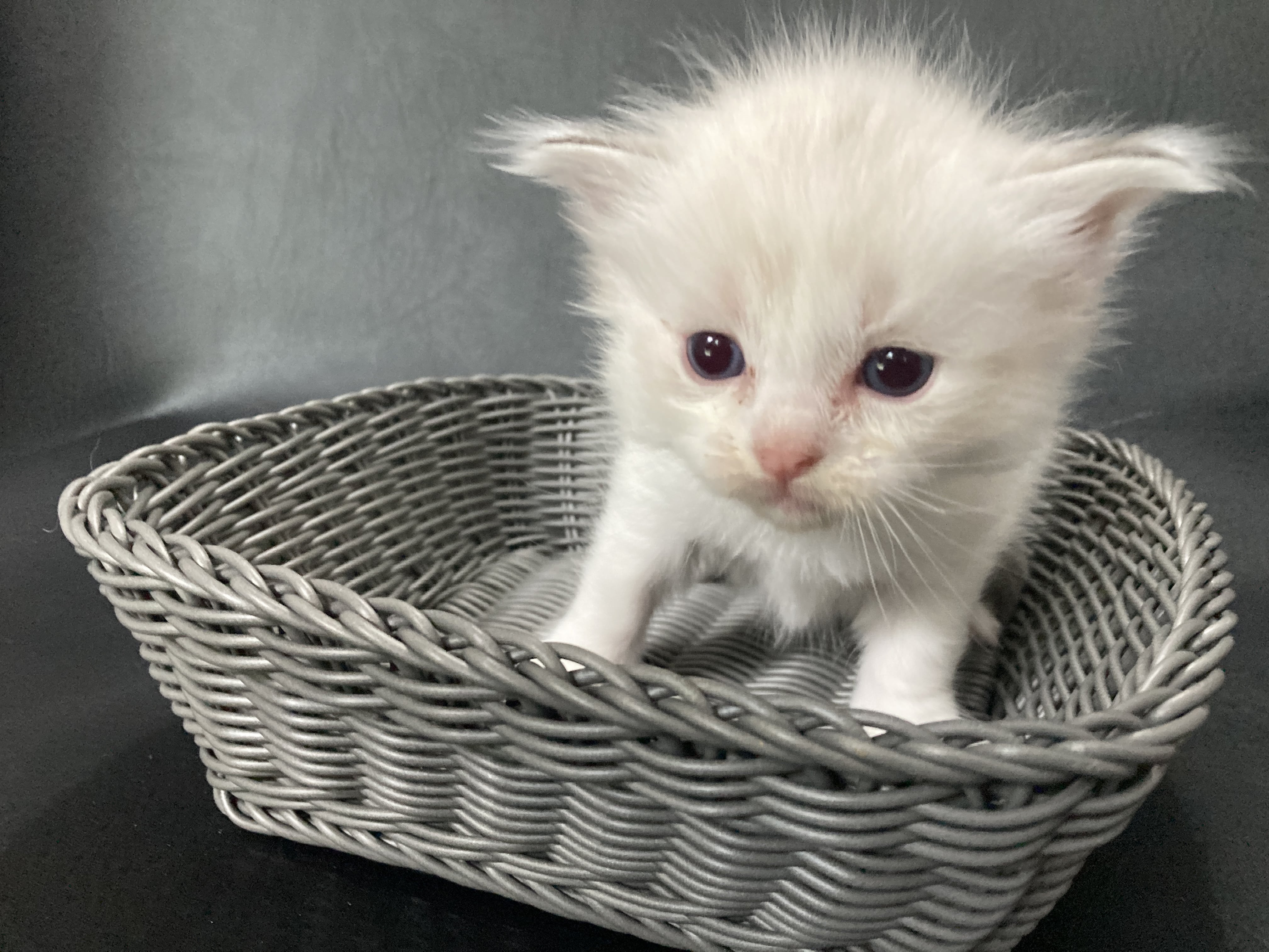 chaton Ragdoll Rose Les Ragdolls de la Croisette