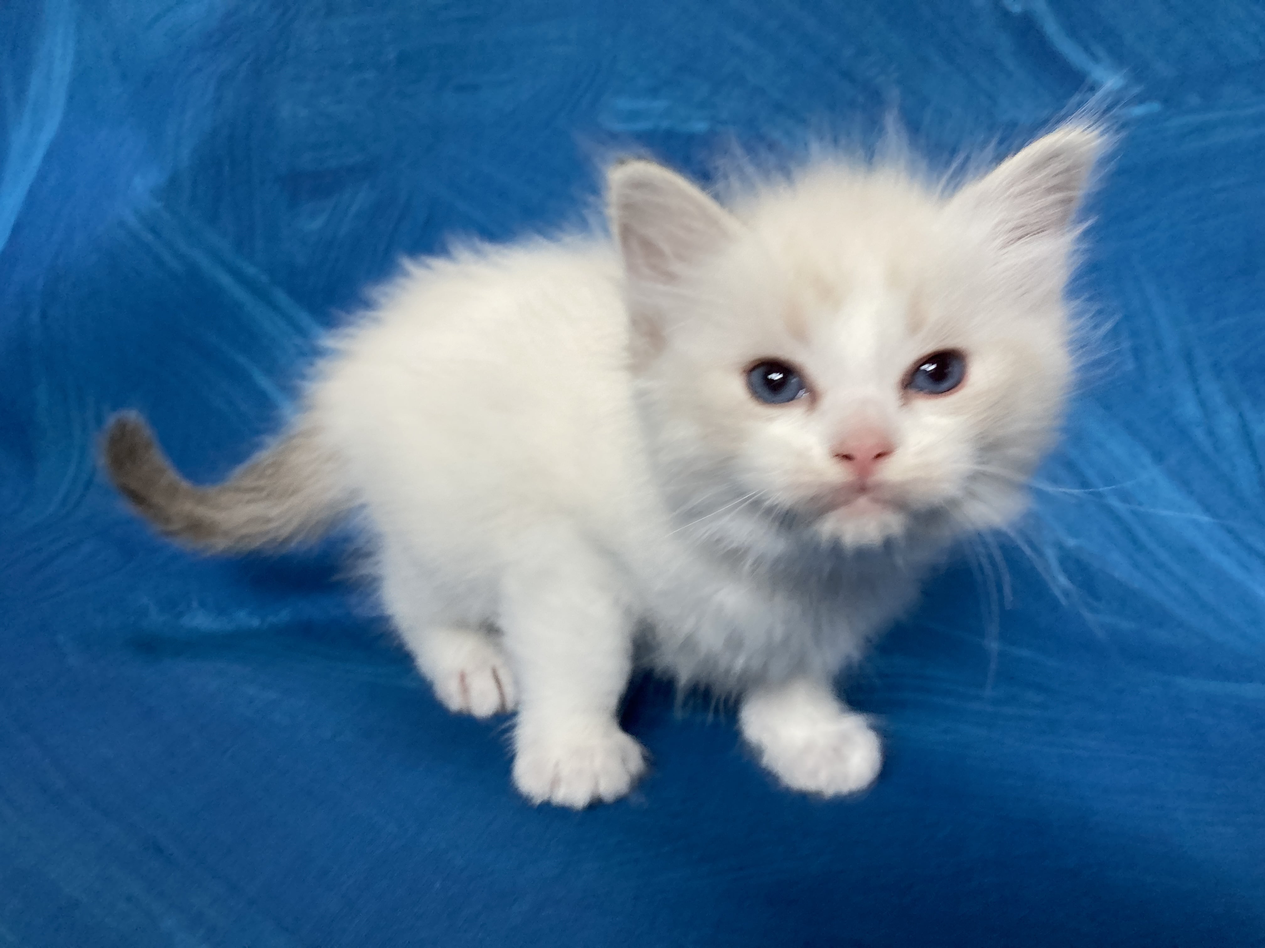 chaton Ragdoll tabby point bicolor Rose Les Ragdolls de la Croisette