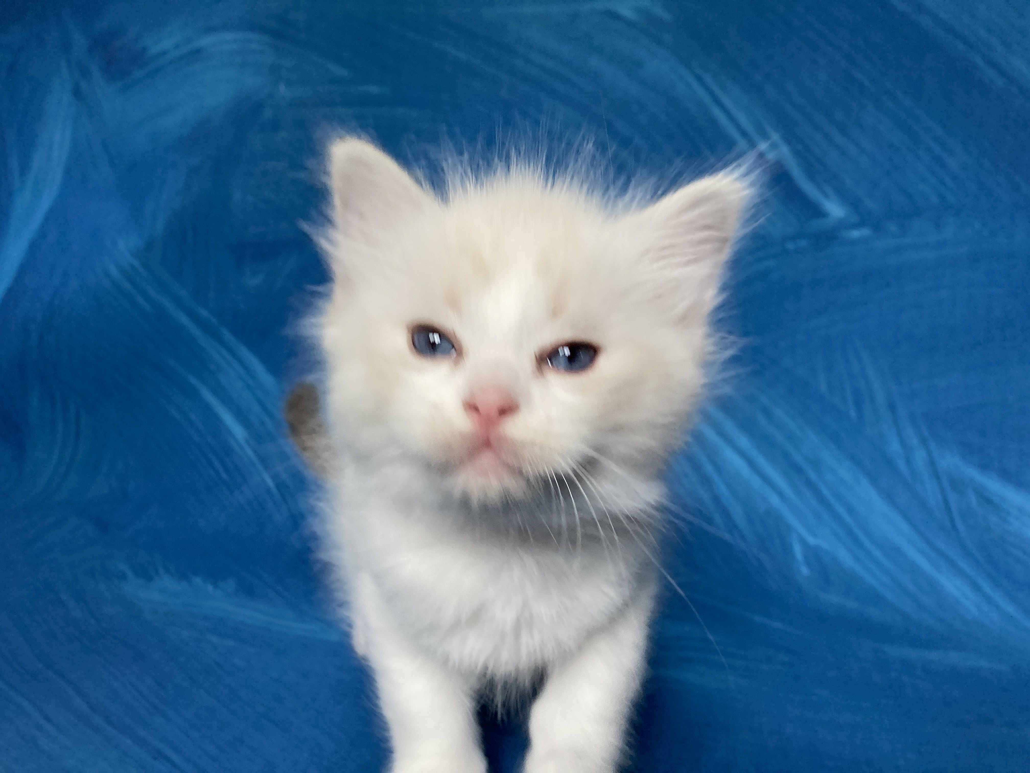 chaton Ragdoll tabby point bicolor Rose Les Ragdolls de la Croisette