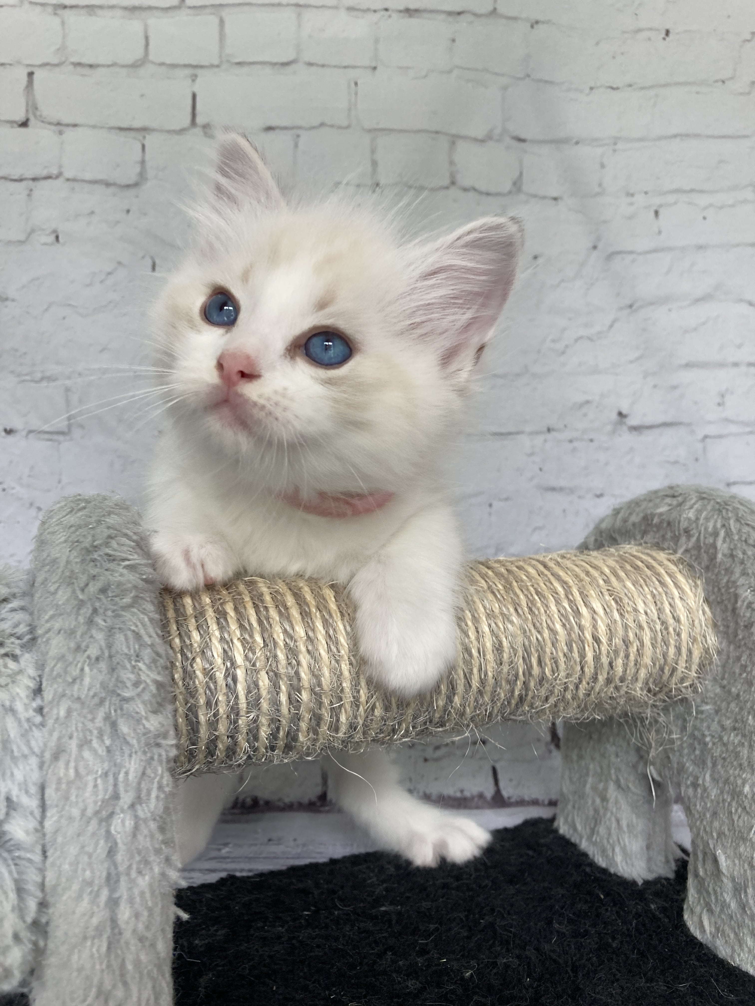 chaton Ragdoll tabby point & blanc Rose Les Ragdolls de la Croisette