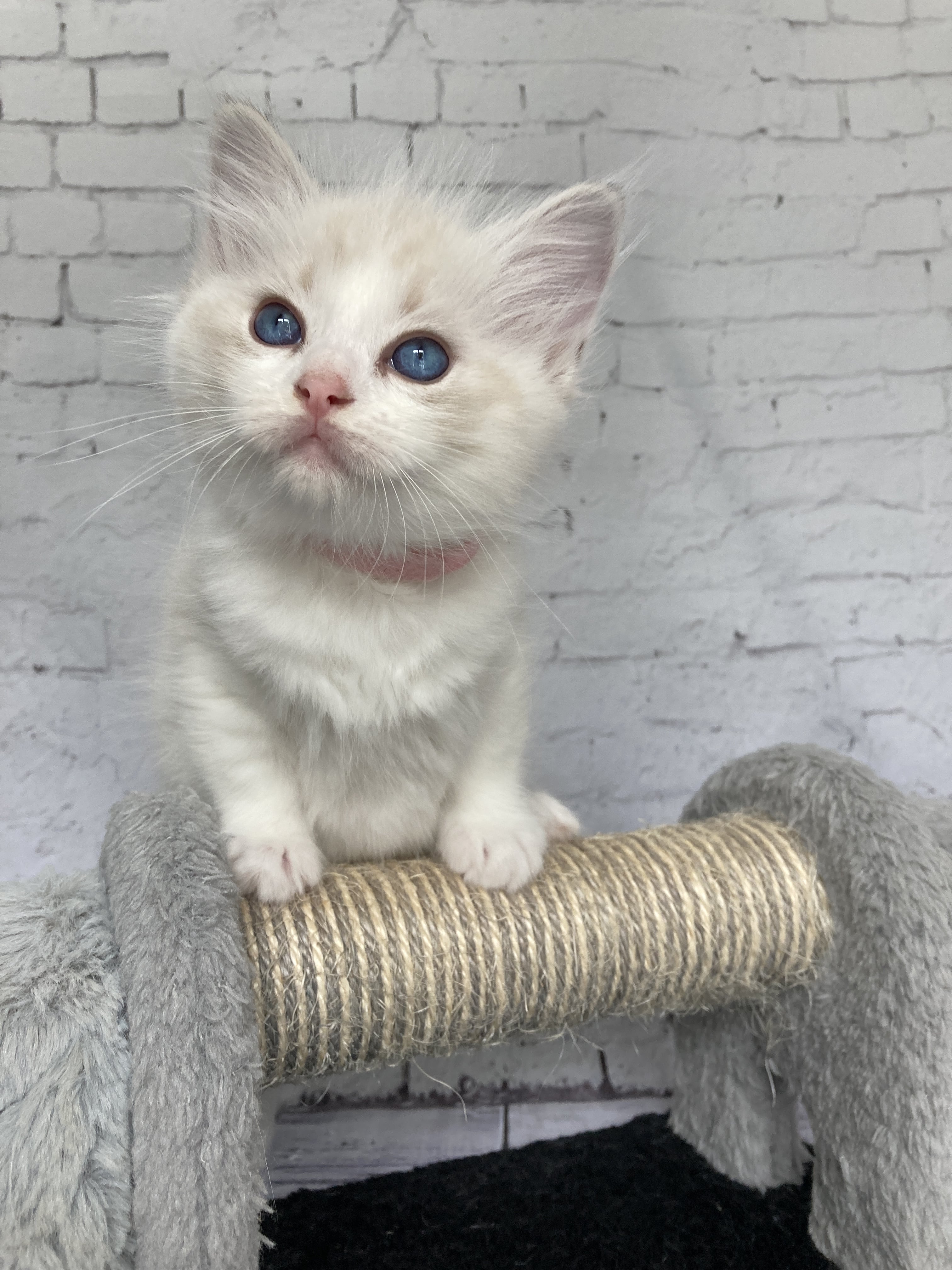 chaton Ragdoll tabby point & blanc Rose Les Ragdolls de la Croisette