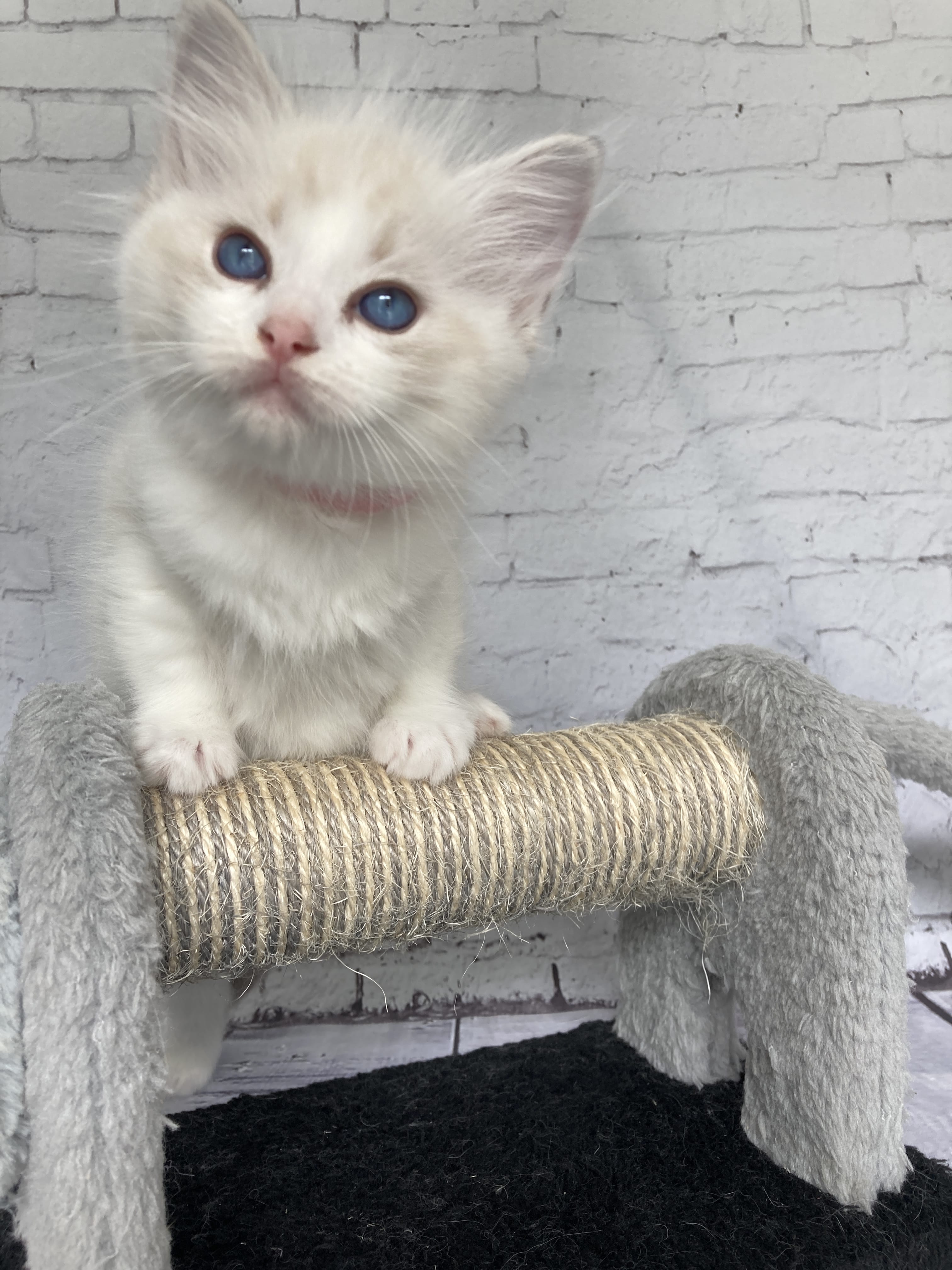 chaton Ragdoll tabby point & blanc Rose Les Ragdolls de la Croisette