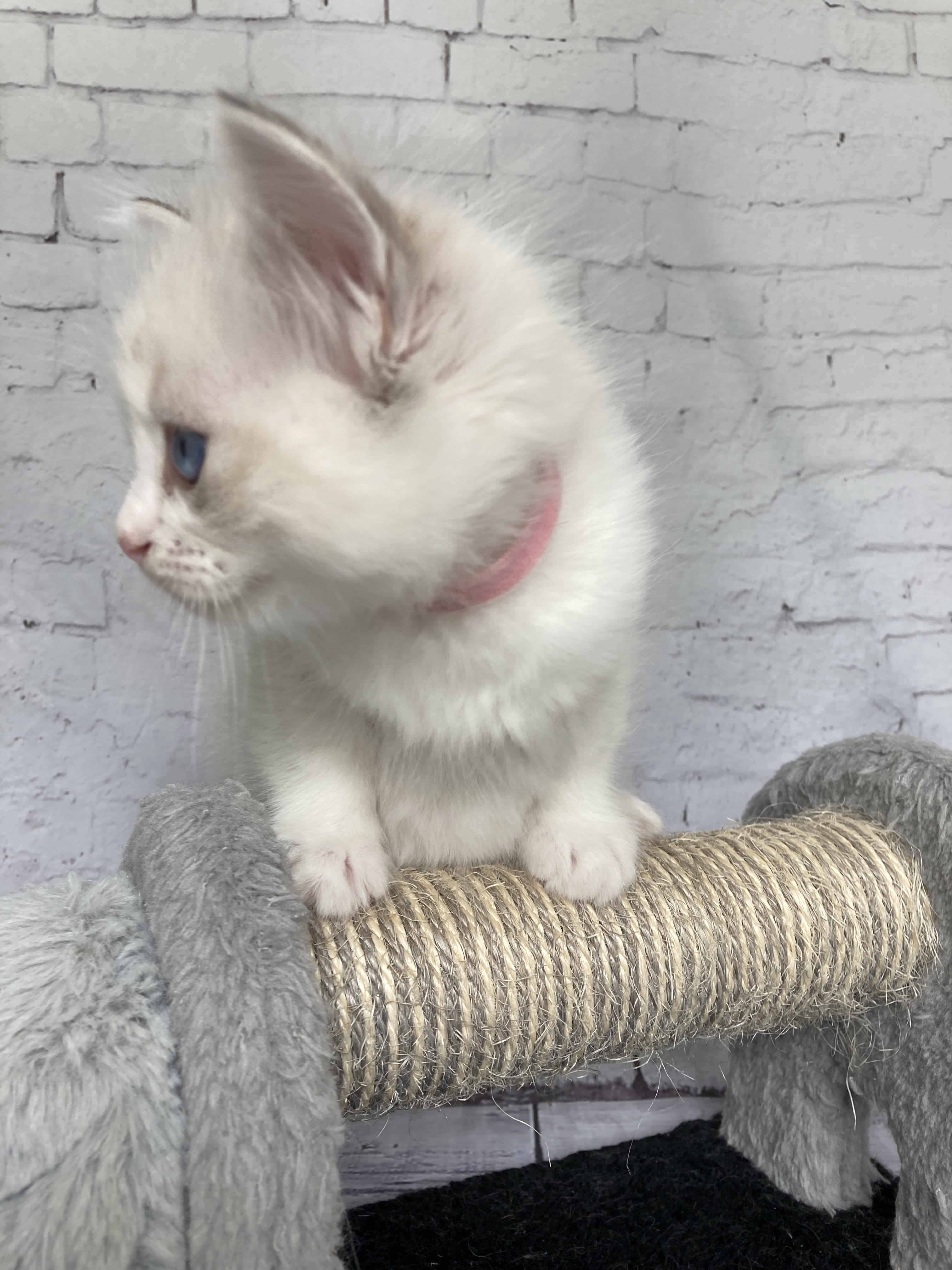 chaton Ragdoll tabby point & blanc Rose Les Ragdolls de la Croisette