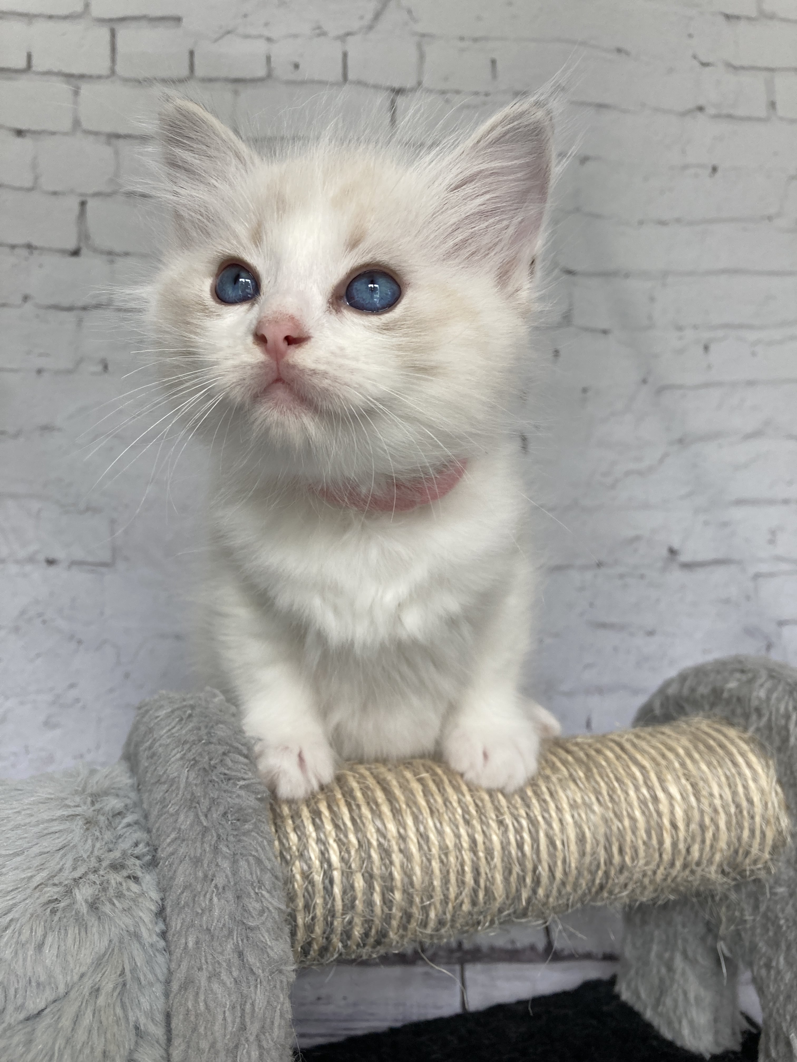 chaton Ragdoll tabby point & blanc Rose Les Ragdolls de la Croisette