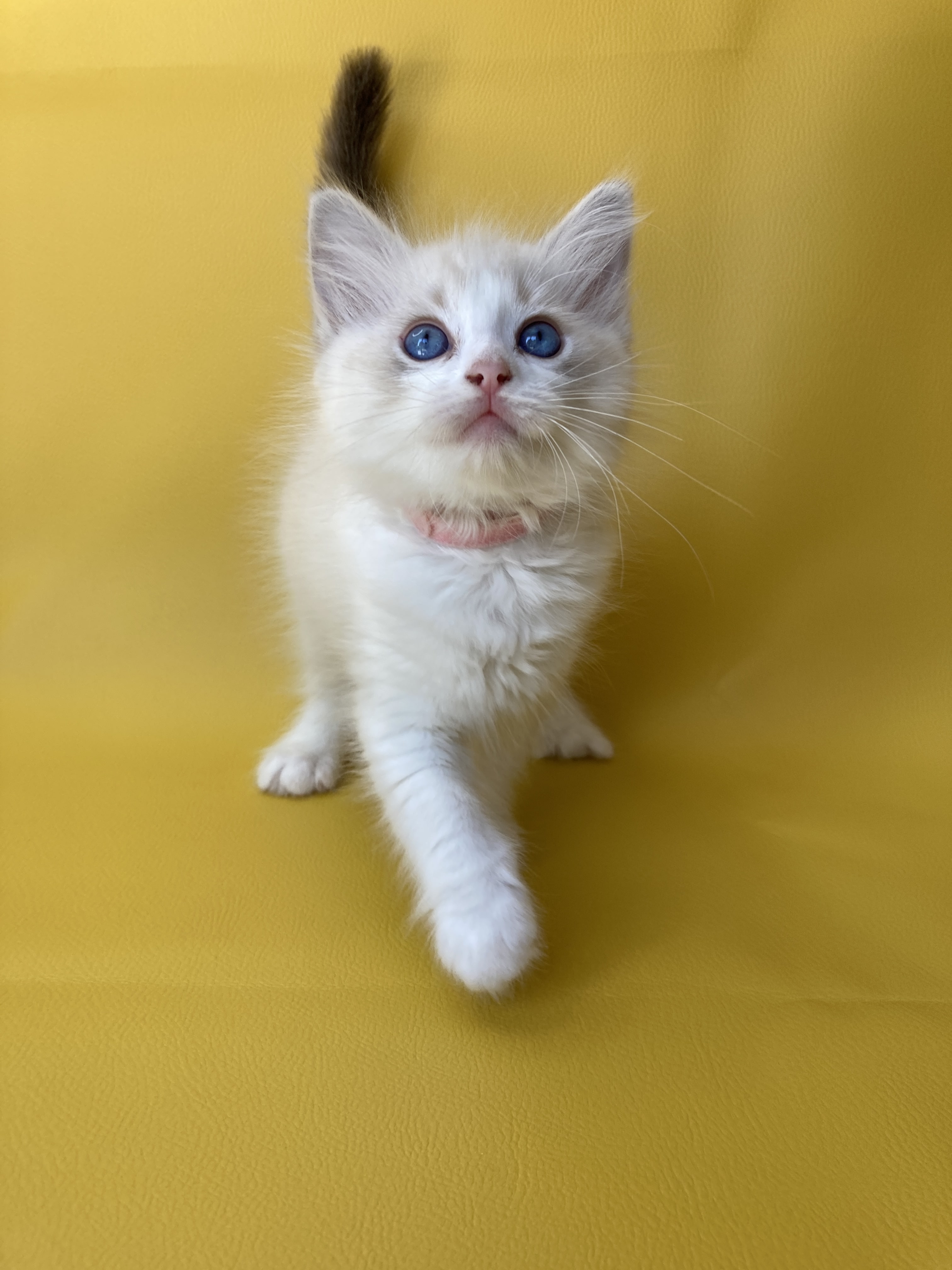 chaton Ragdoll tabby point & blanc Rose Les Ragdolls de la Croisette