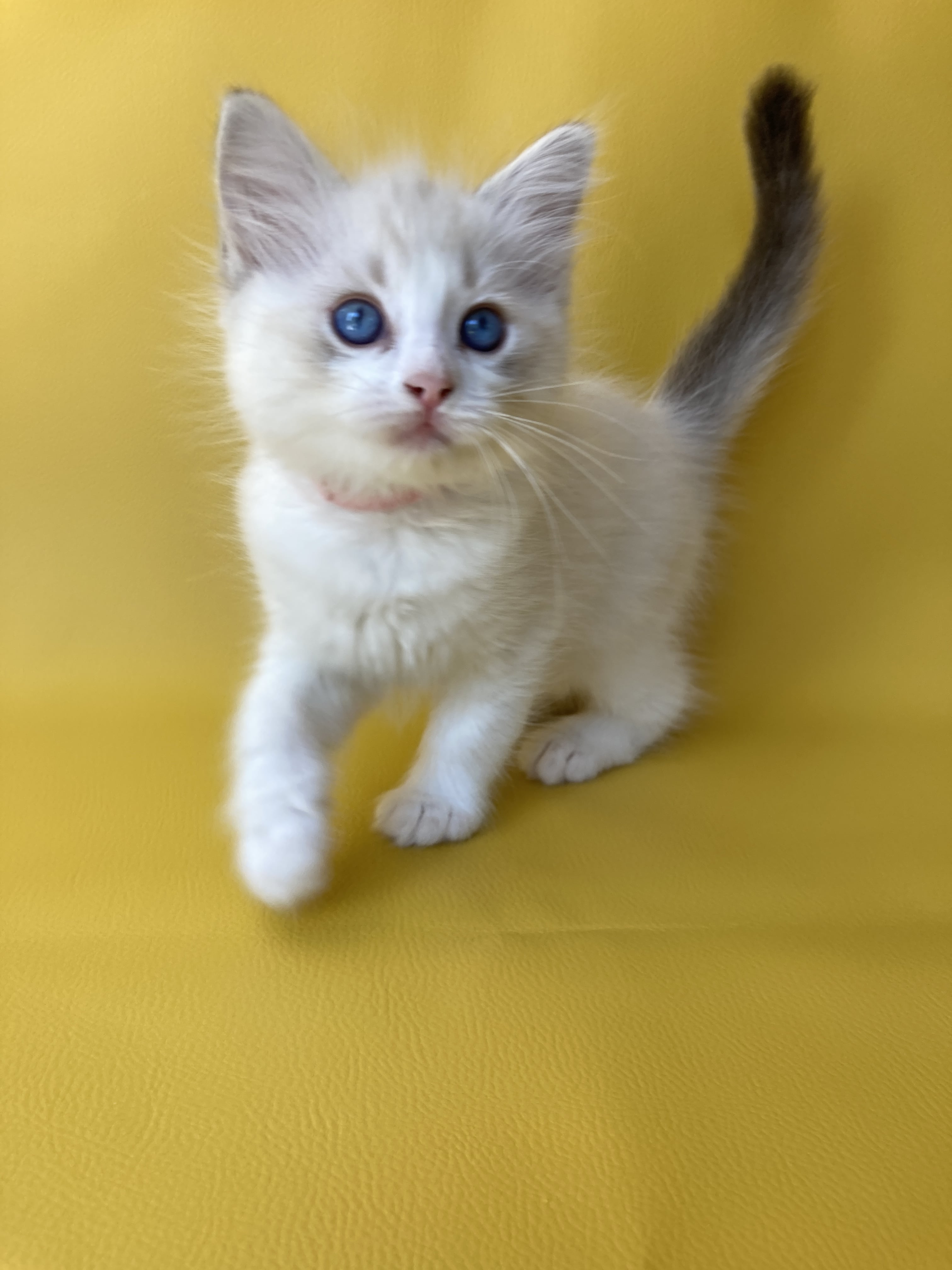 chaton Ragdoll tabby point & blanc Rose Les Ragdolls de la Croisette
