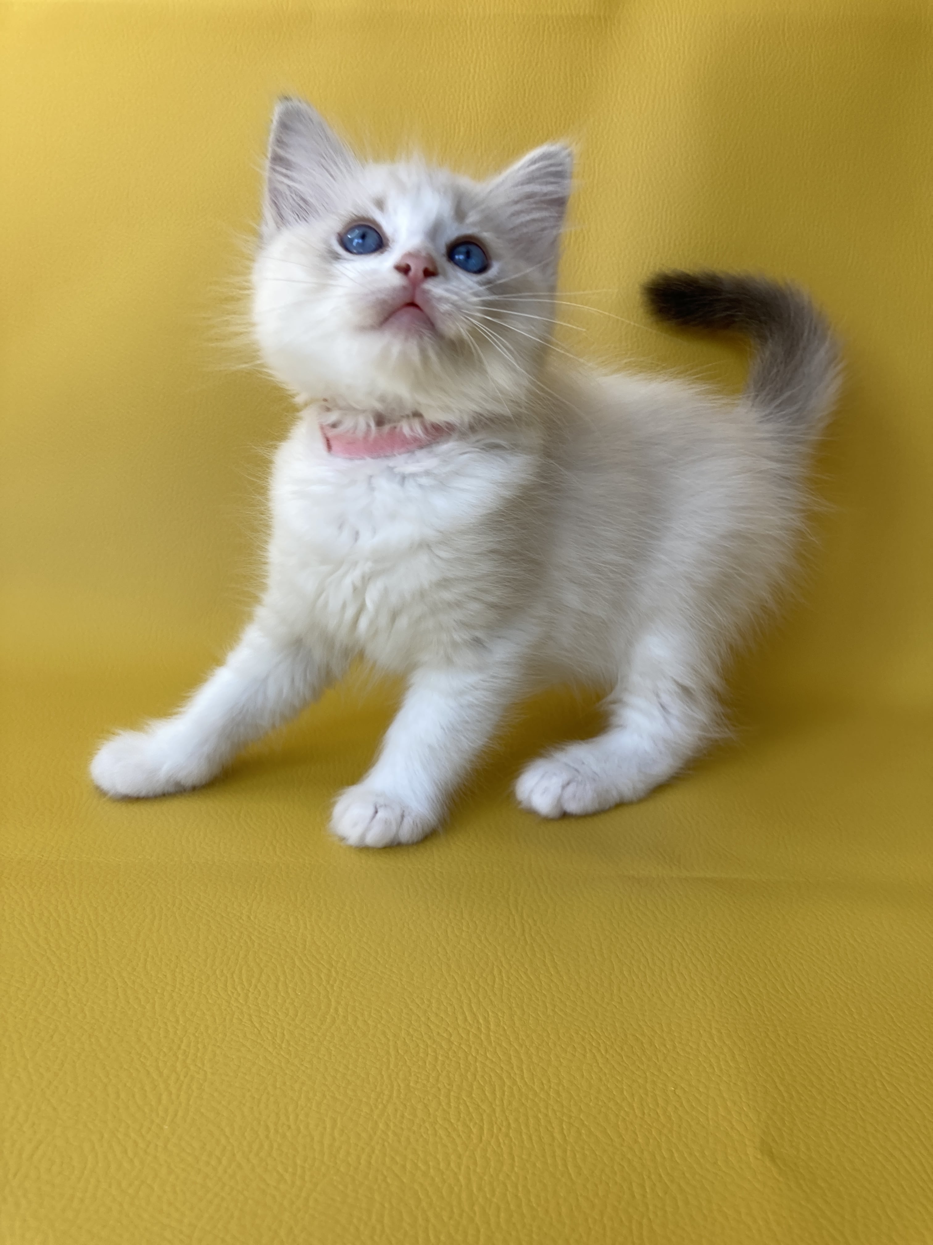 chaton Ragdoll tabby point & blanc Rose Les Ragdolls de la Croisette