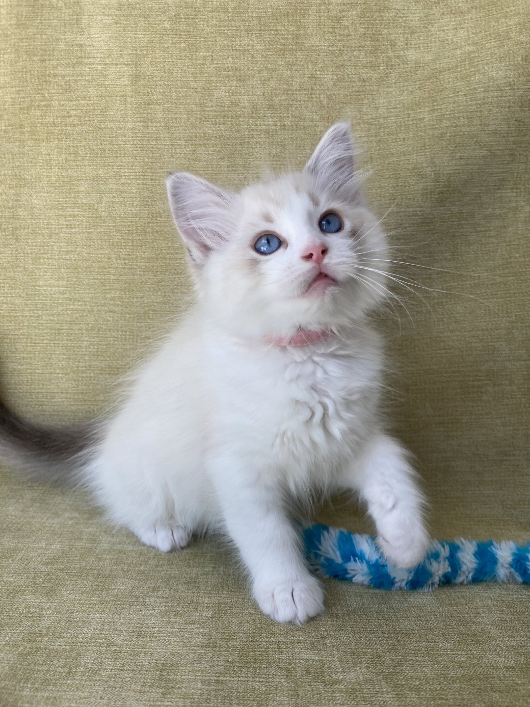 chaton Ragdoll tabby point & blanc Scarlett Les Ragdolls de la Croisette