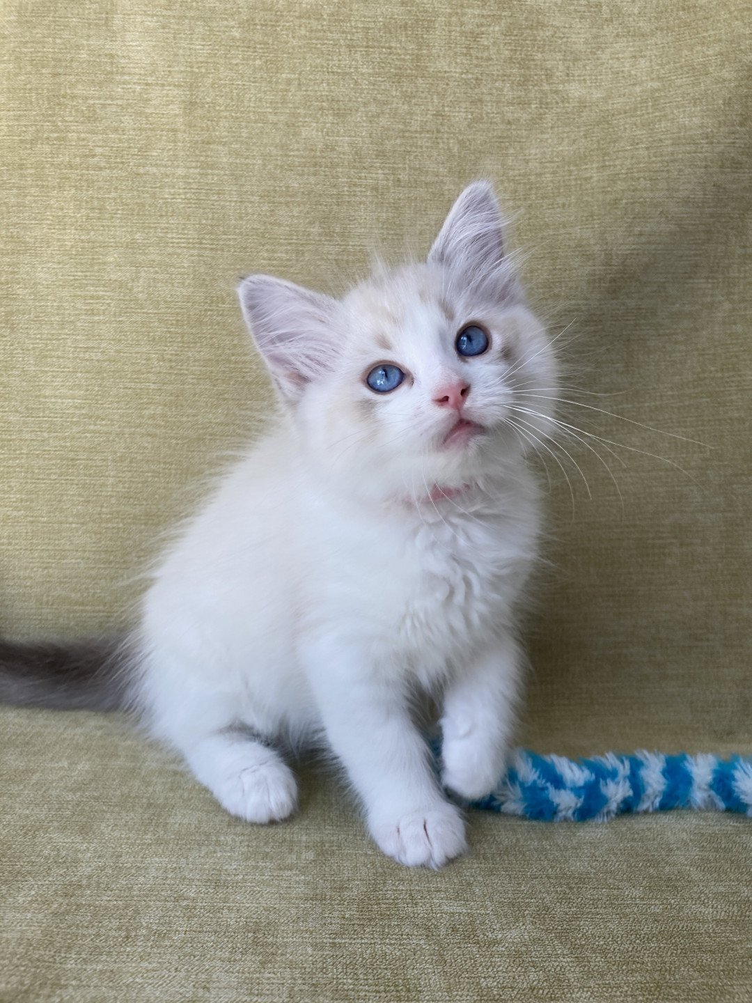 chaton Ragdoll tabby point & blanc Scarlett Les Ragdolls de la Croisette