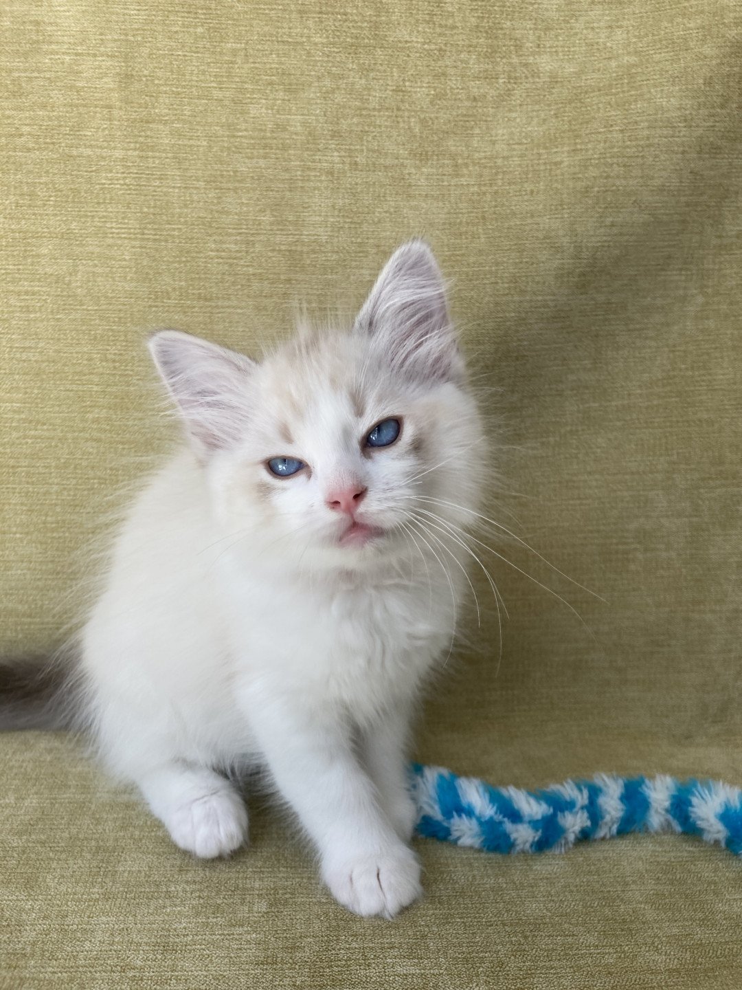 chaton Ragdoll tabby point & blanc Scarlett Les Ragdolls de la Croisette