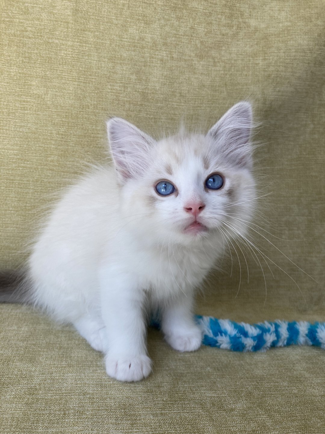 chaton Ragdoll tabby point & blanc Scarlett Les Ragdolls de la Croisette