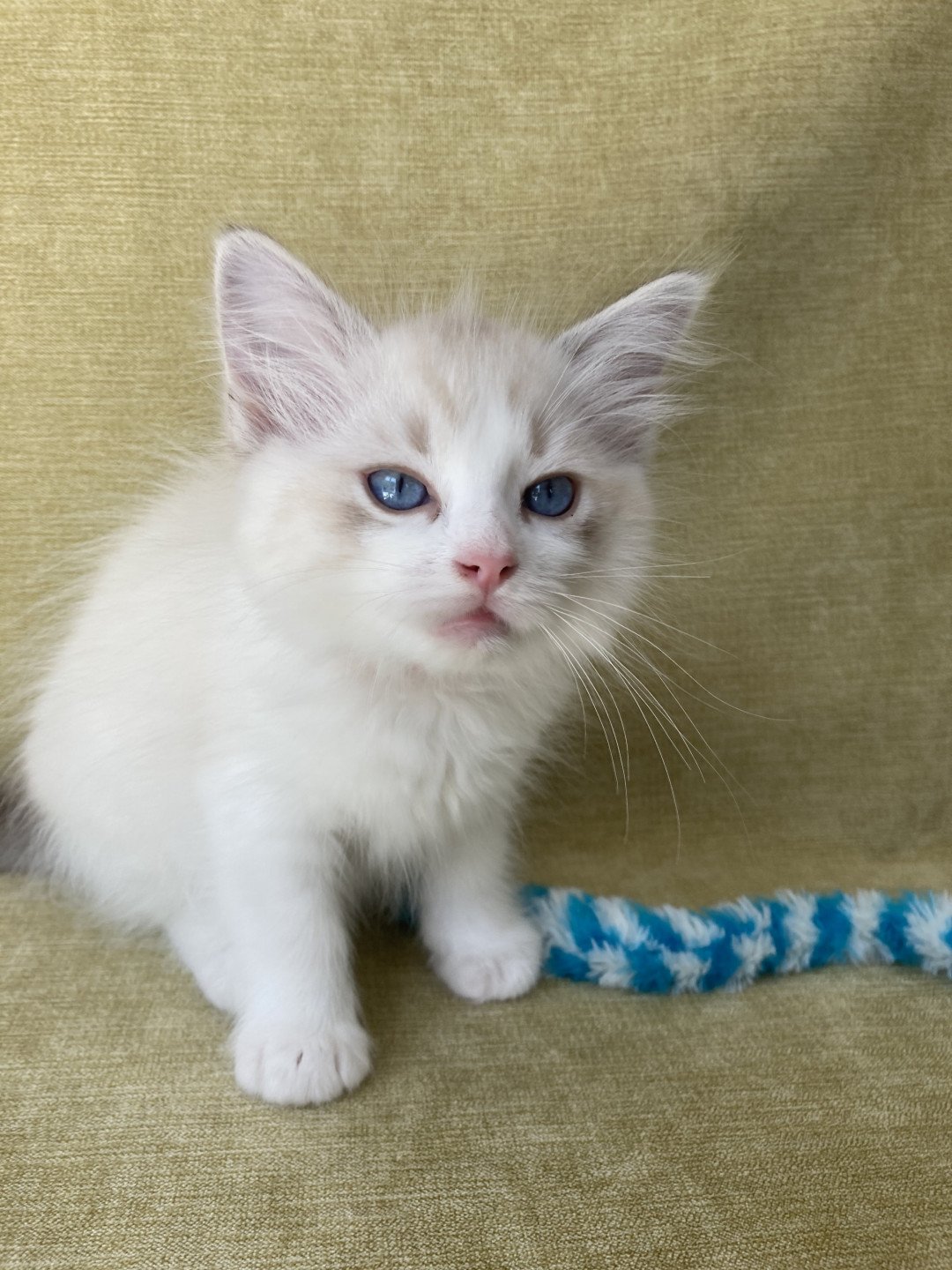 chaton Ragdoll tabby point & blanc Scarlett Les Ragdolls de la Croisette