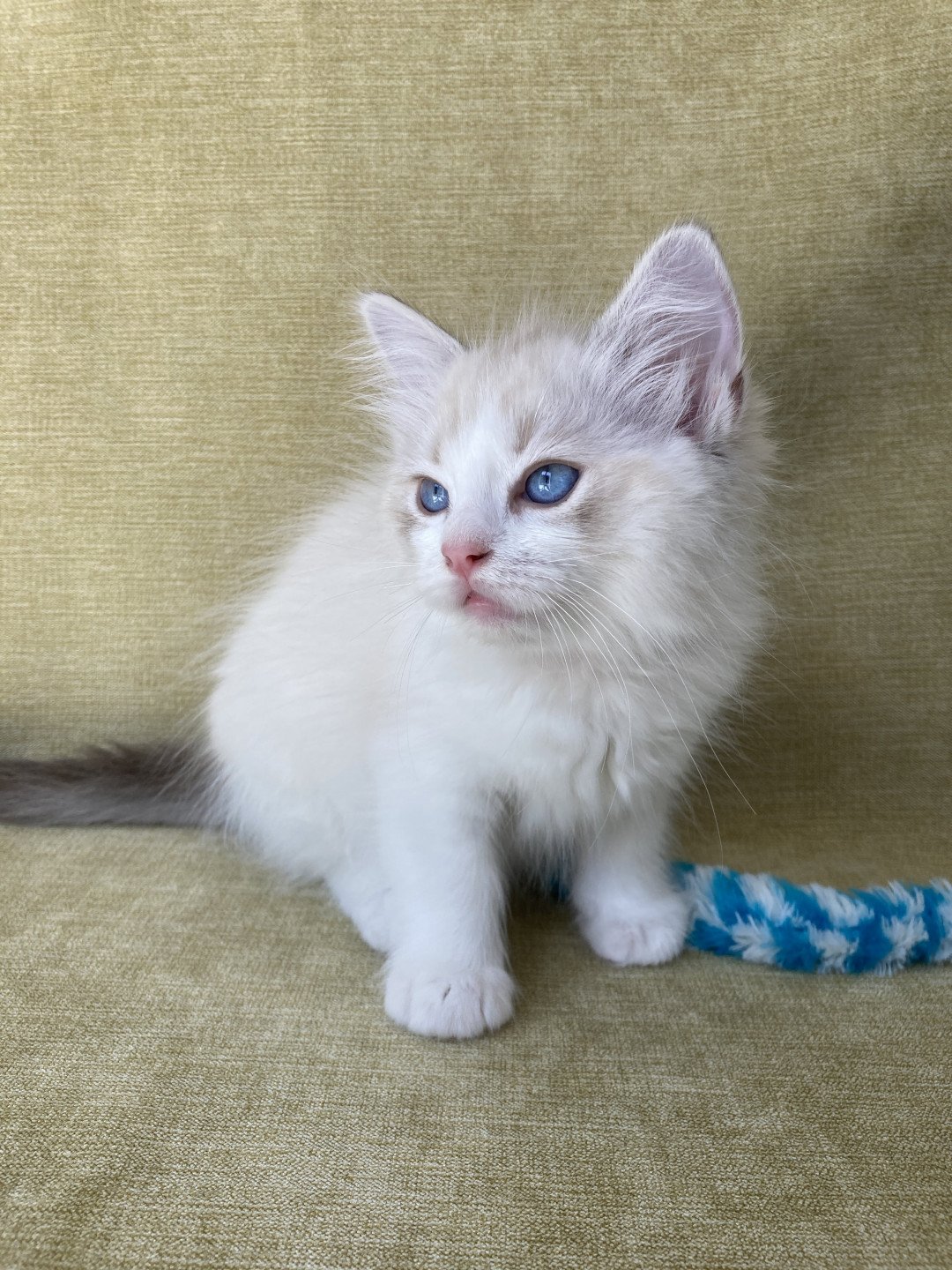 chaton Ragdoll tabby point & blanc Scarlett Les Ragdolls de la Croisette