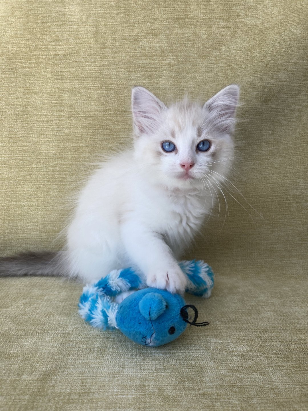 chaton Ragdoll tabby point & blanc Scarlett Les Ragdolls de la Croisette