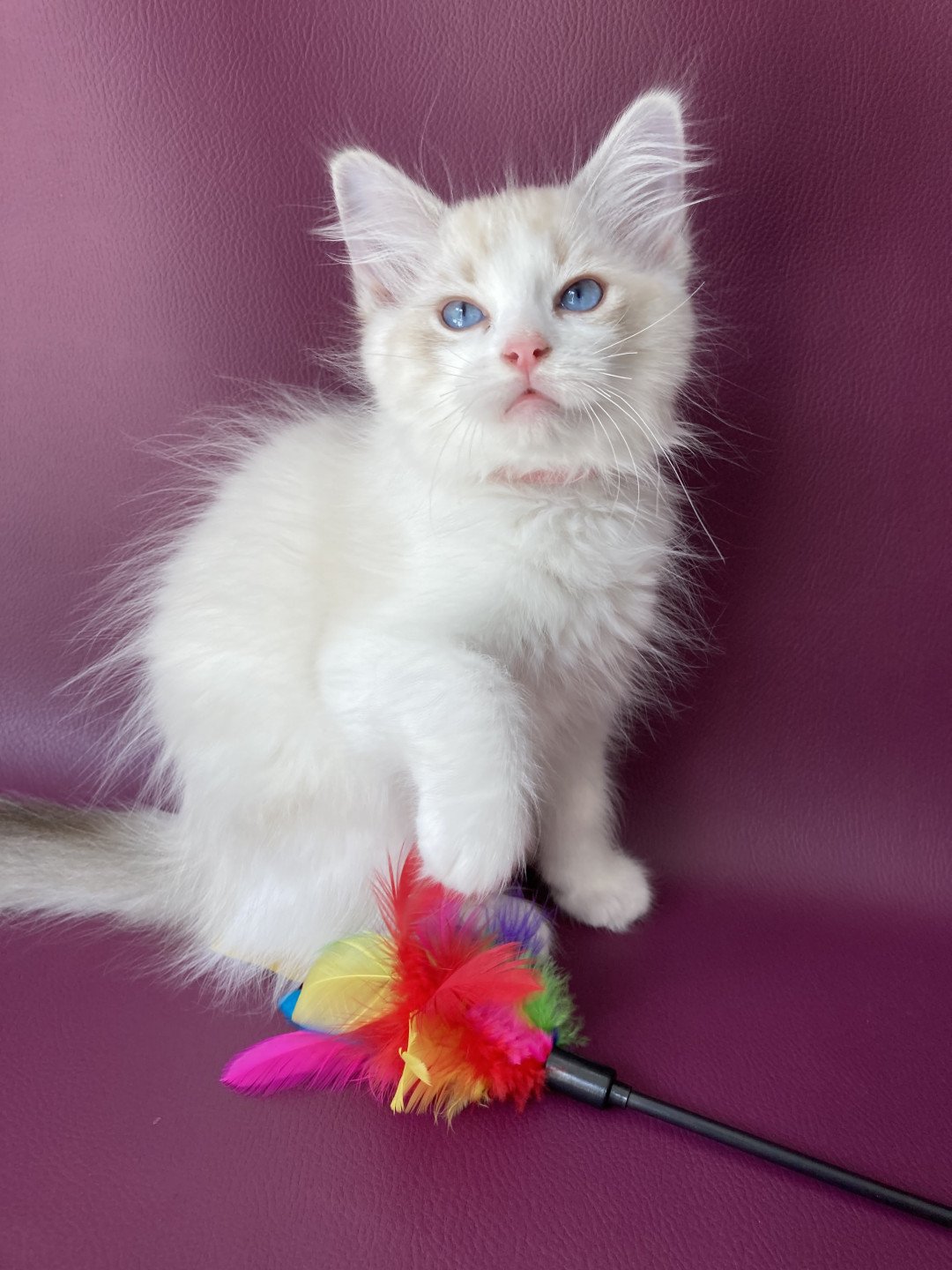 chaton Ragdoll tabby point & blanc Scarlett Les Ragdolls de la Croisette