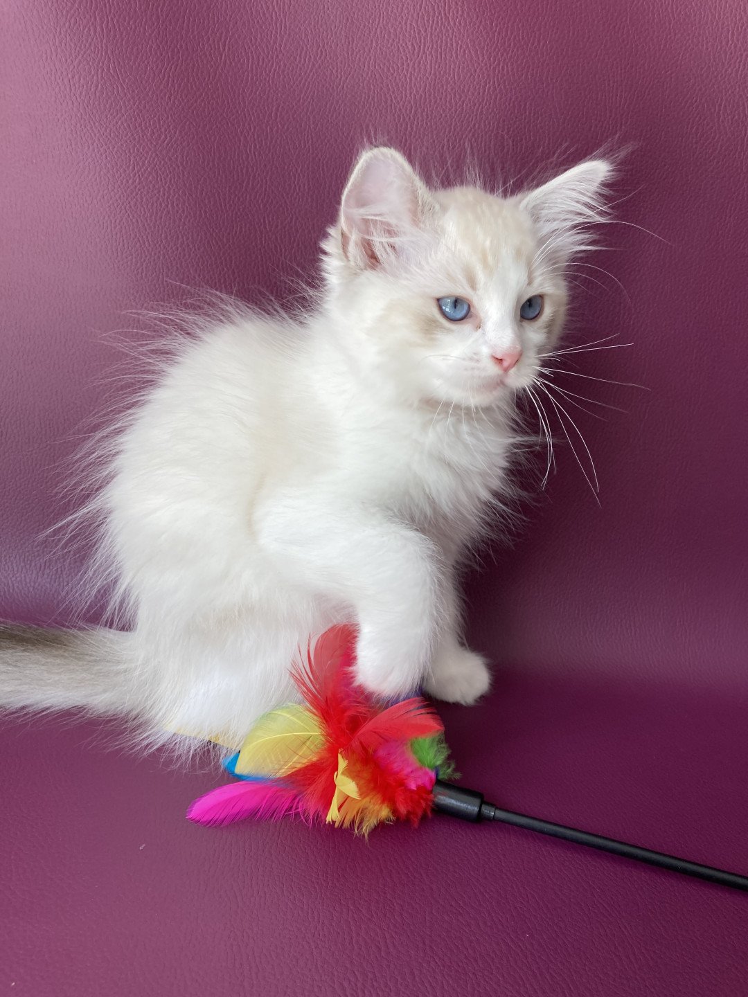 chaton Ragdoll tabby point & blanc Scarlett Les Ragdolls de la Croisette