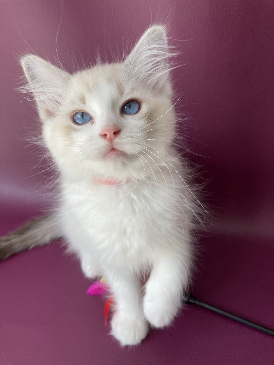chaton Ragdoll tabby point & blanc Scarlett Les Ragdolls de la Croisette